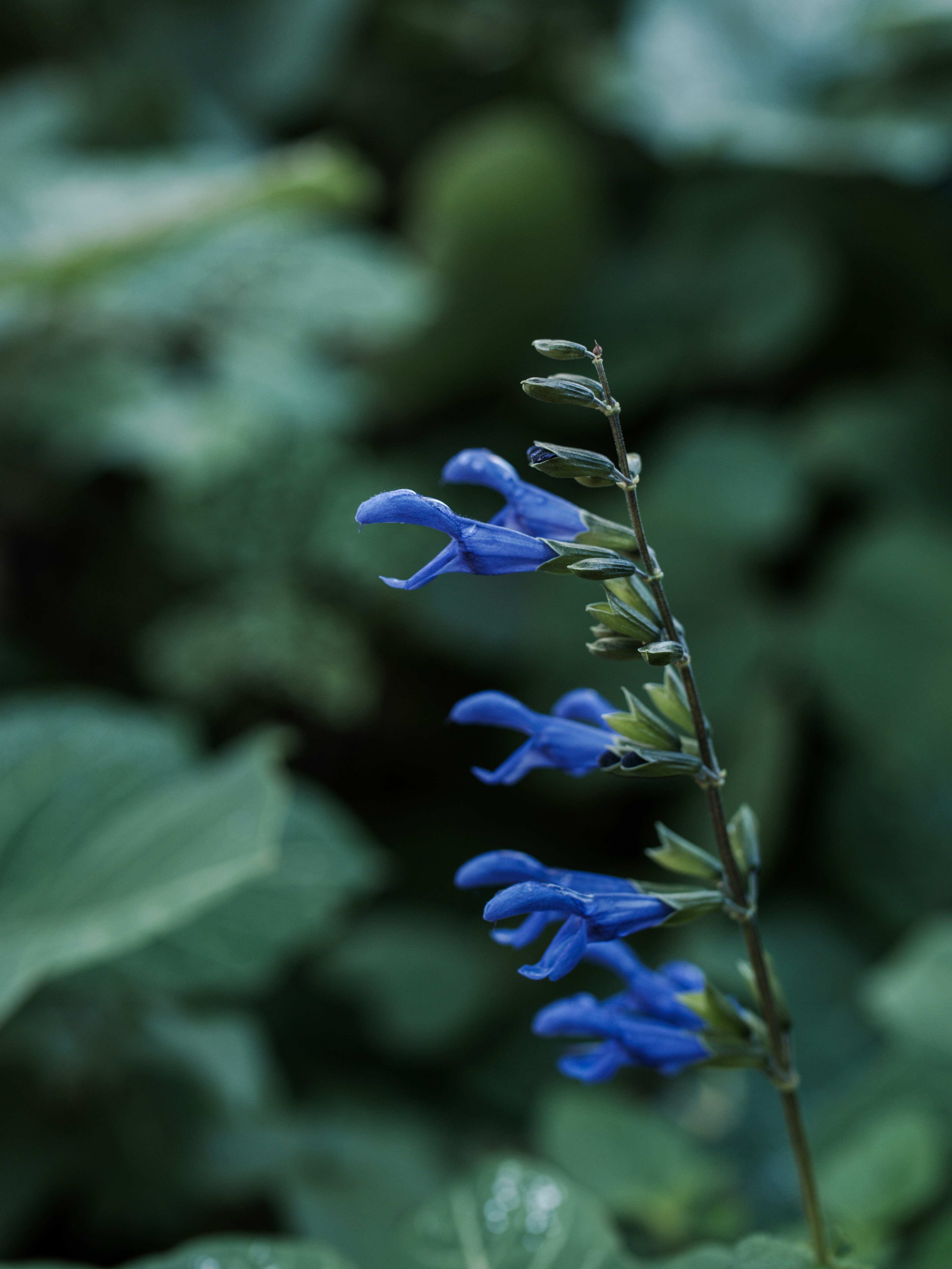 Spiga di fiore blu su sfondo verde