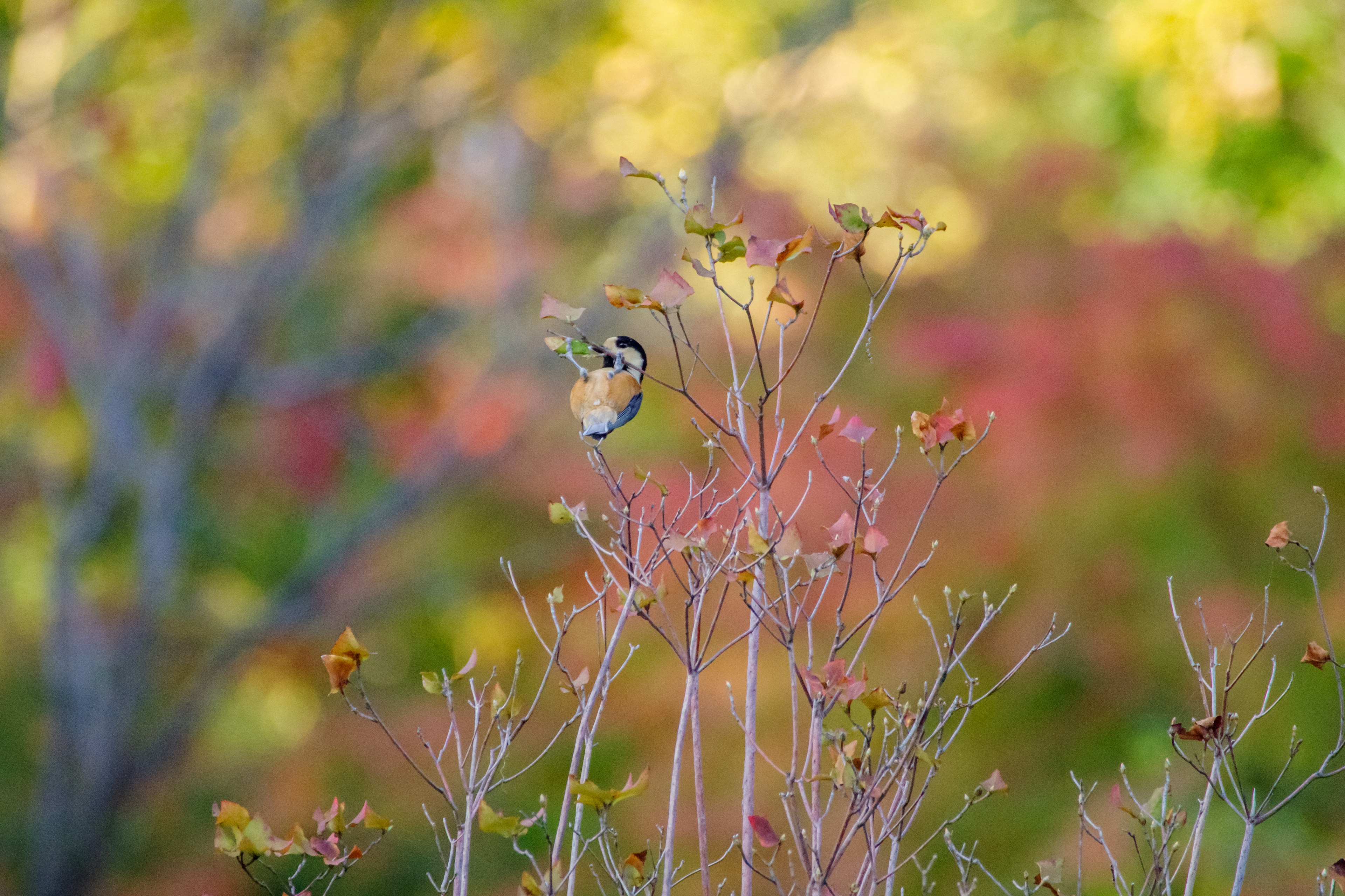 A small bird perched on a branch with colorful autumn foliage in the background