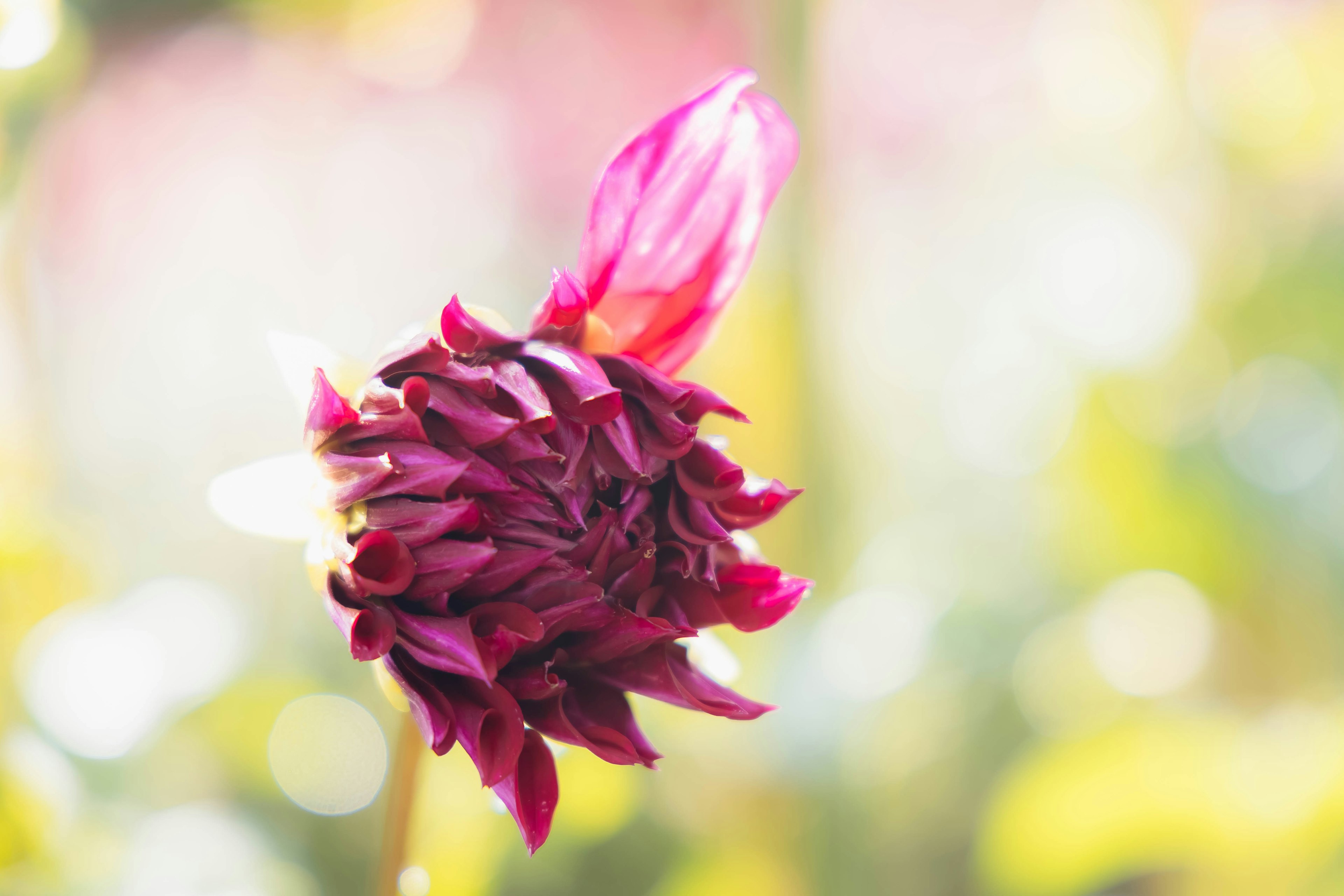 A vibrant deep red flower stands out against a blurred background