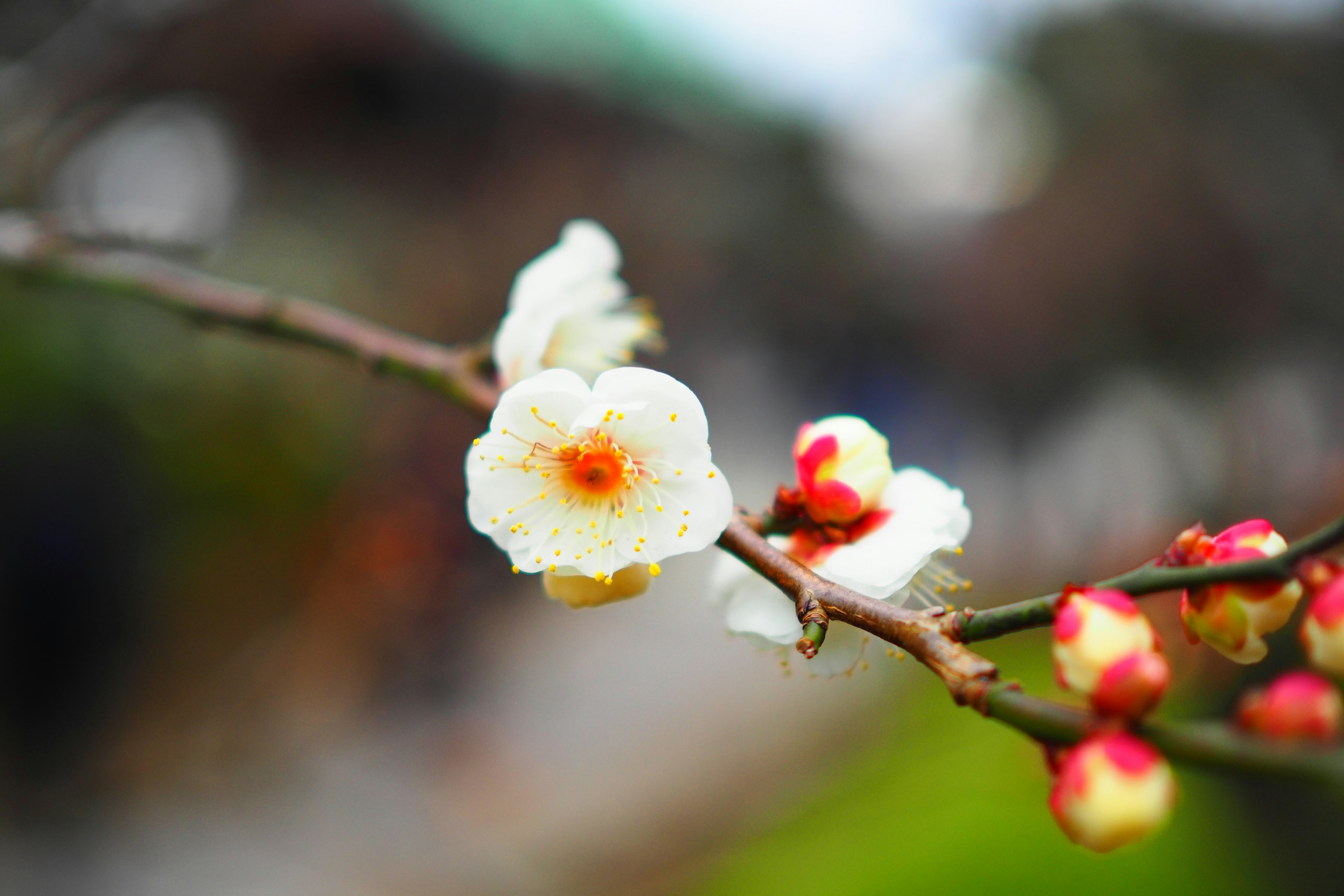 Primo piano di un ramo di pruno con fiori bianchi e gemme rosse