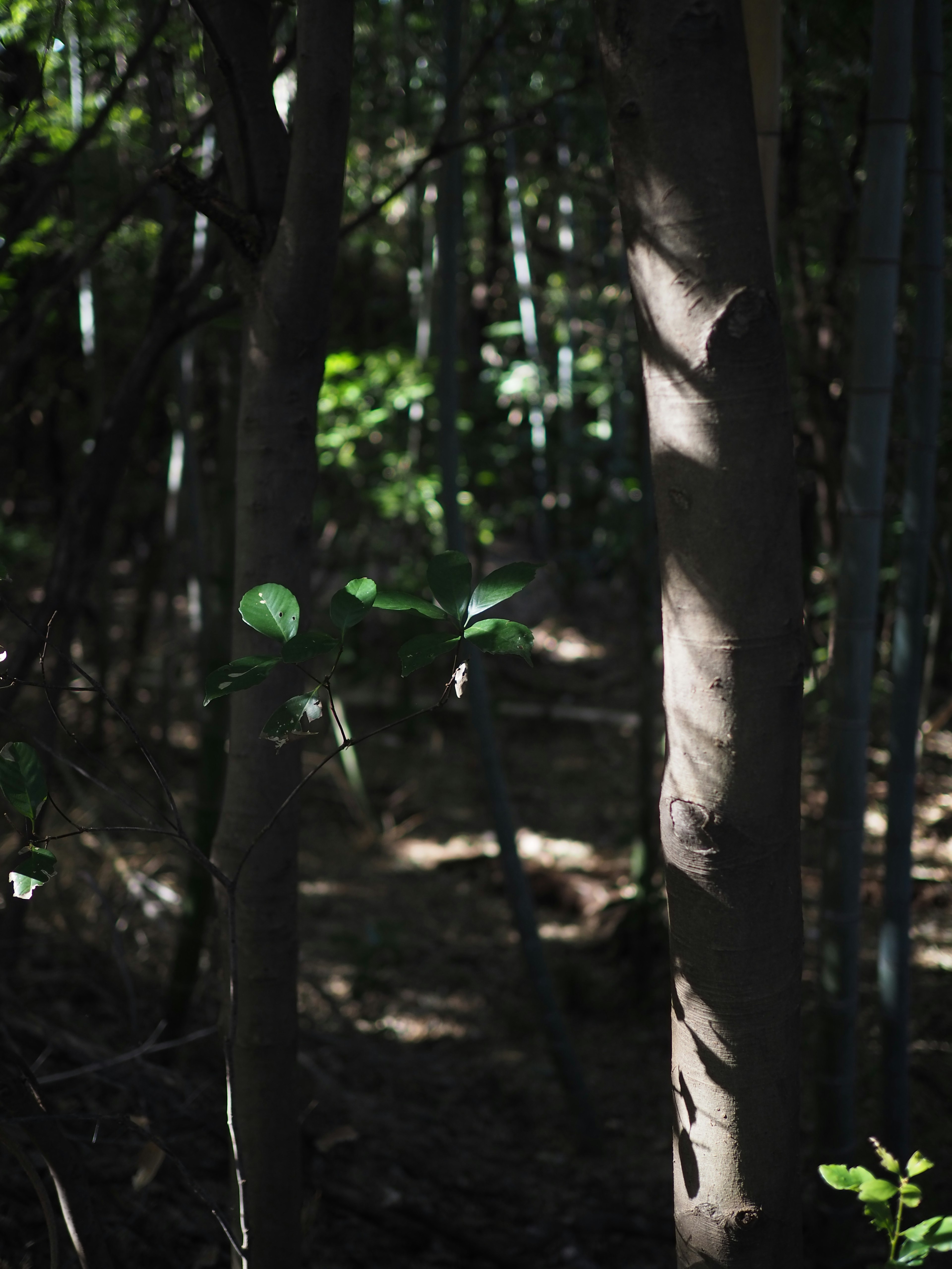 Árboles y hojas en un bosque oscuro