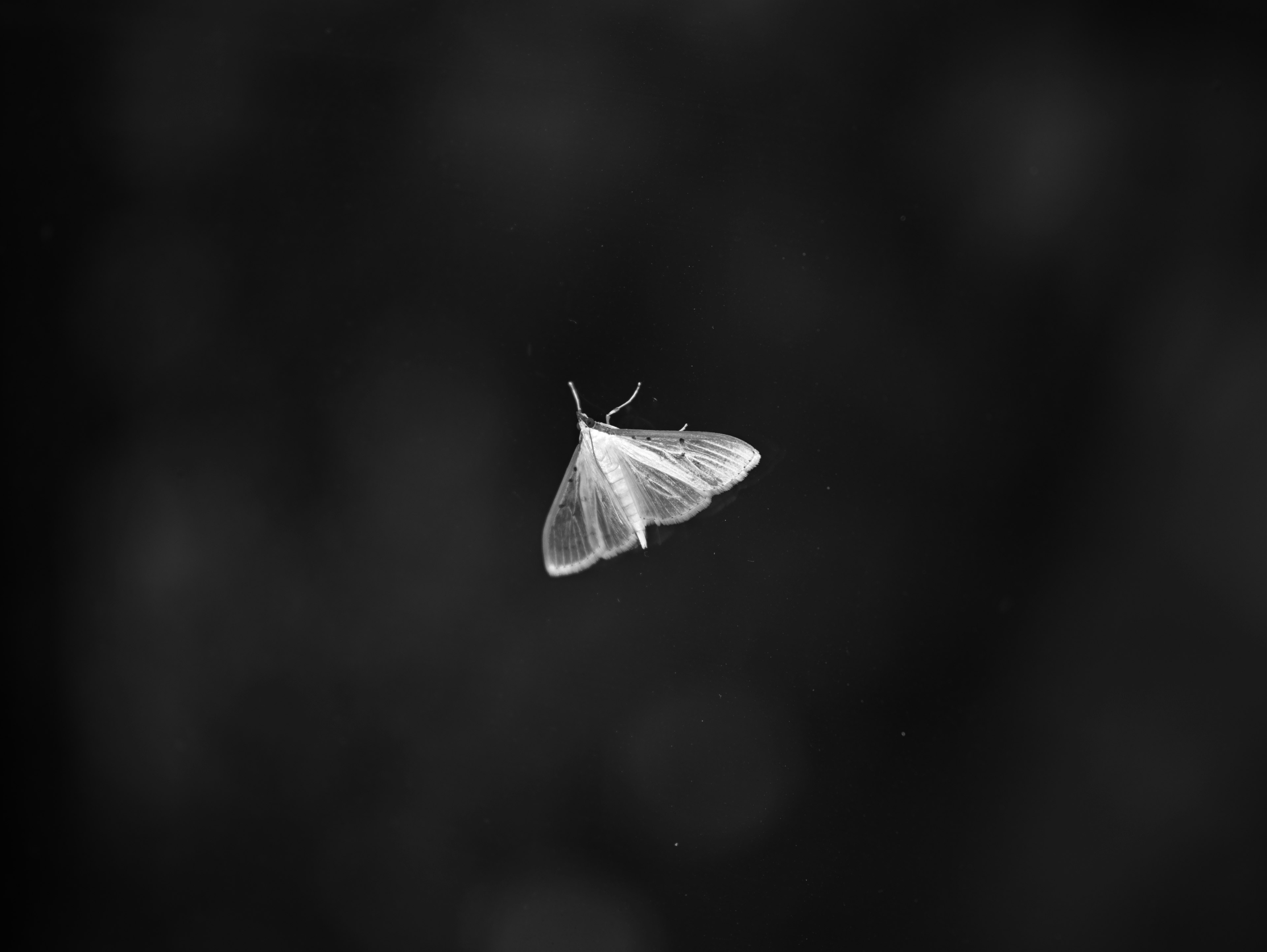 Eine weiße Motte fliegt vor einem dunklen Hintergrund