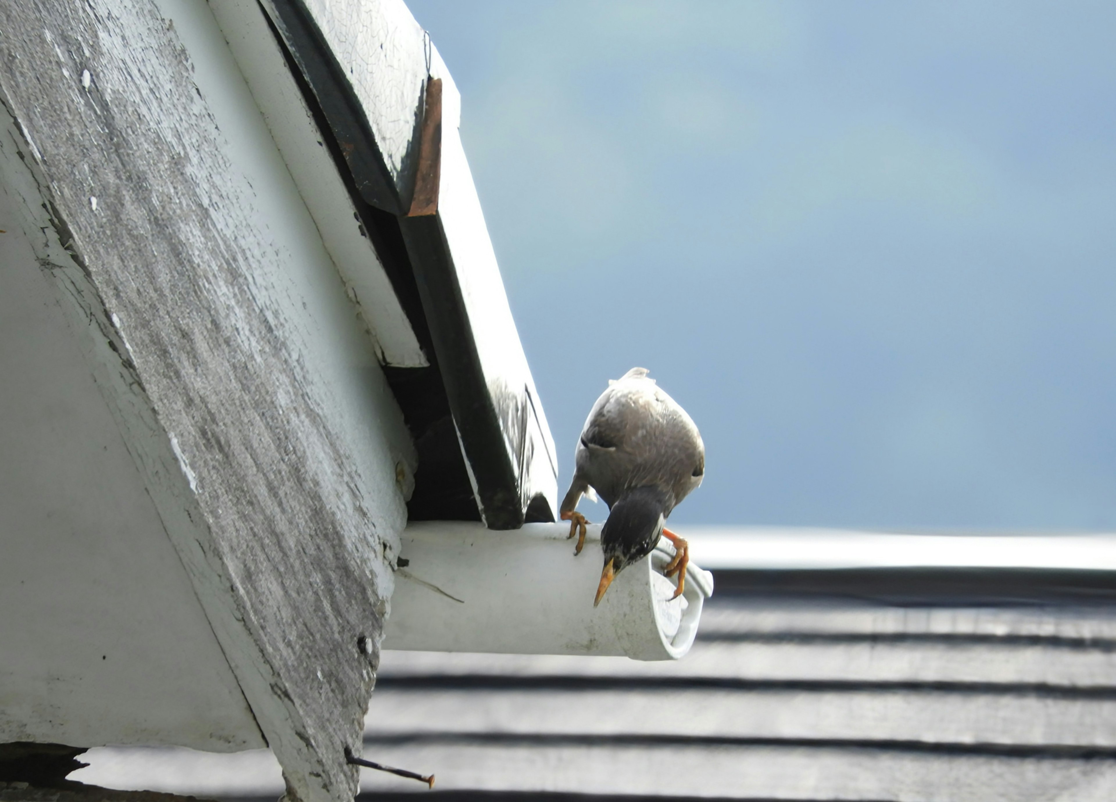 Un pequeño pájaro posado en una canaleta del techo