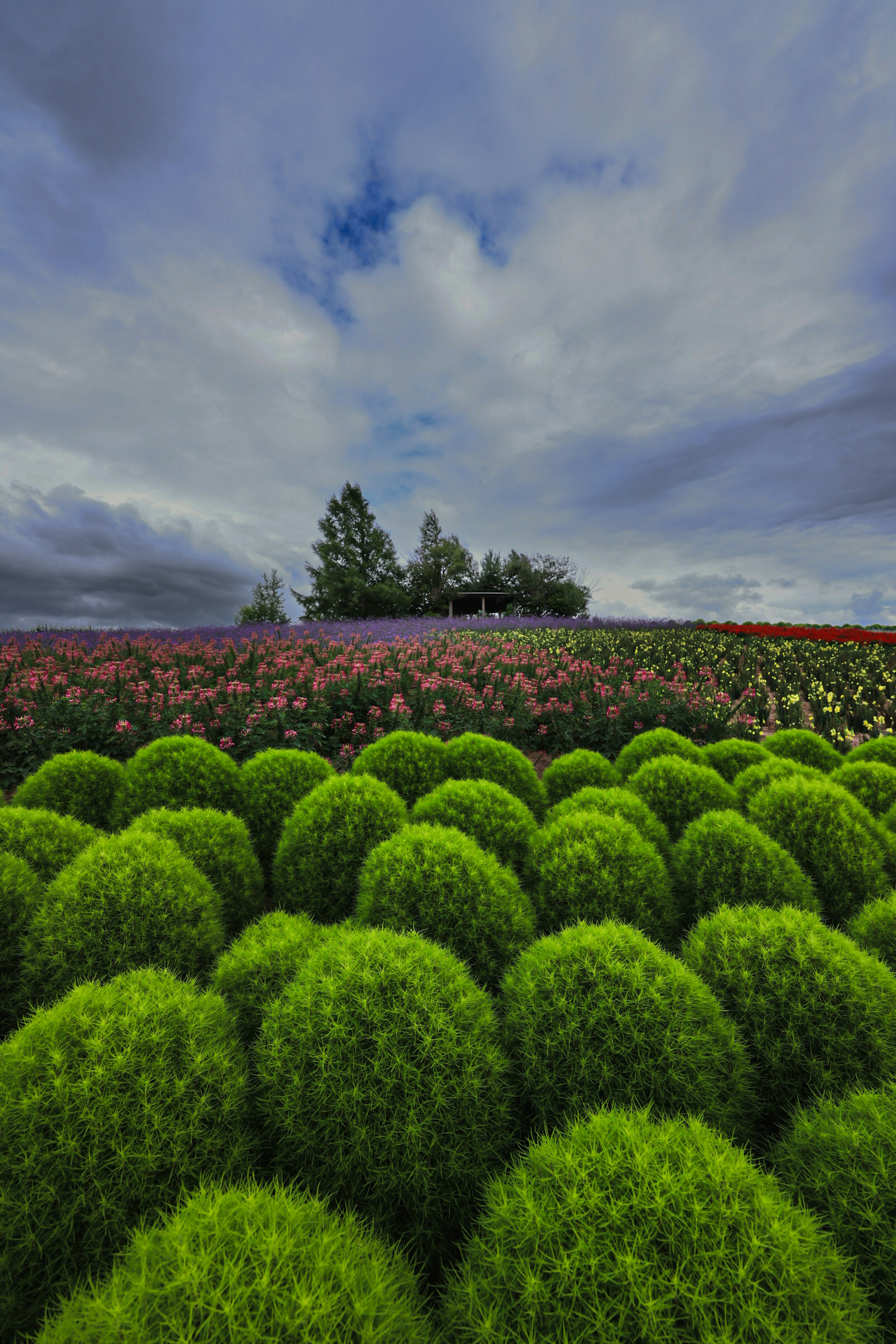 青々とした丸い植物が広がる風景の上に、色とりどりの花が咲く丘がある