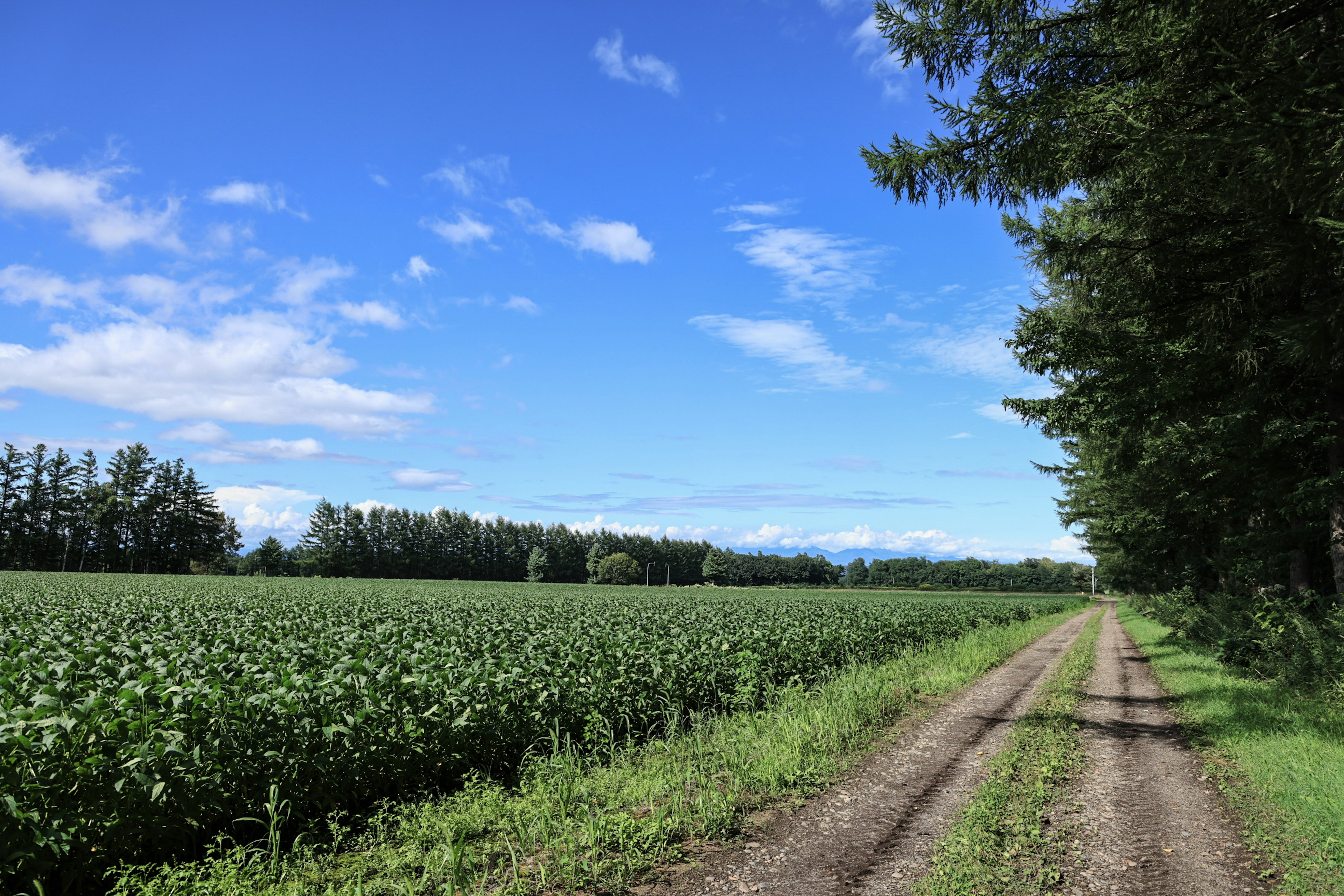 Chemin en terre le long d'un champ vert sous un ciel bleu