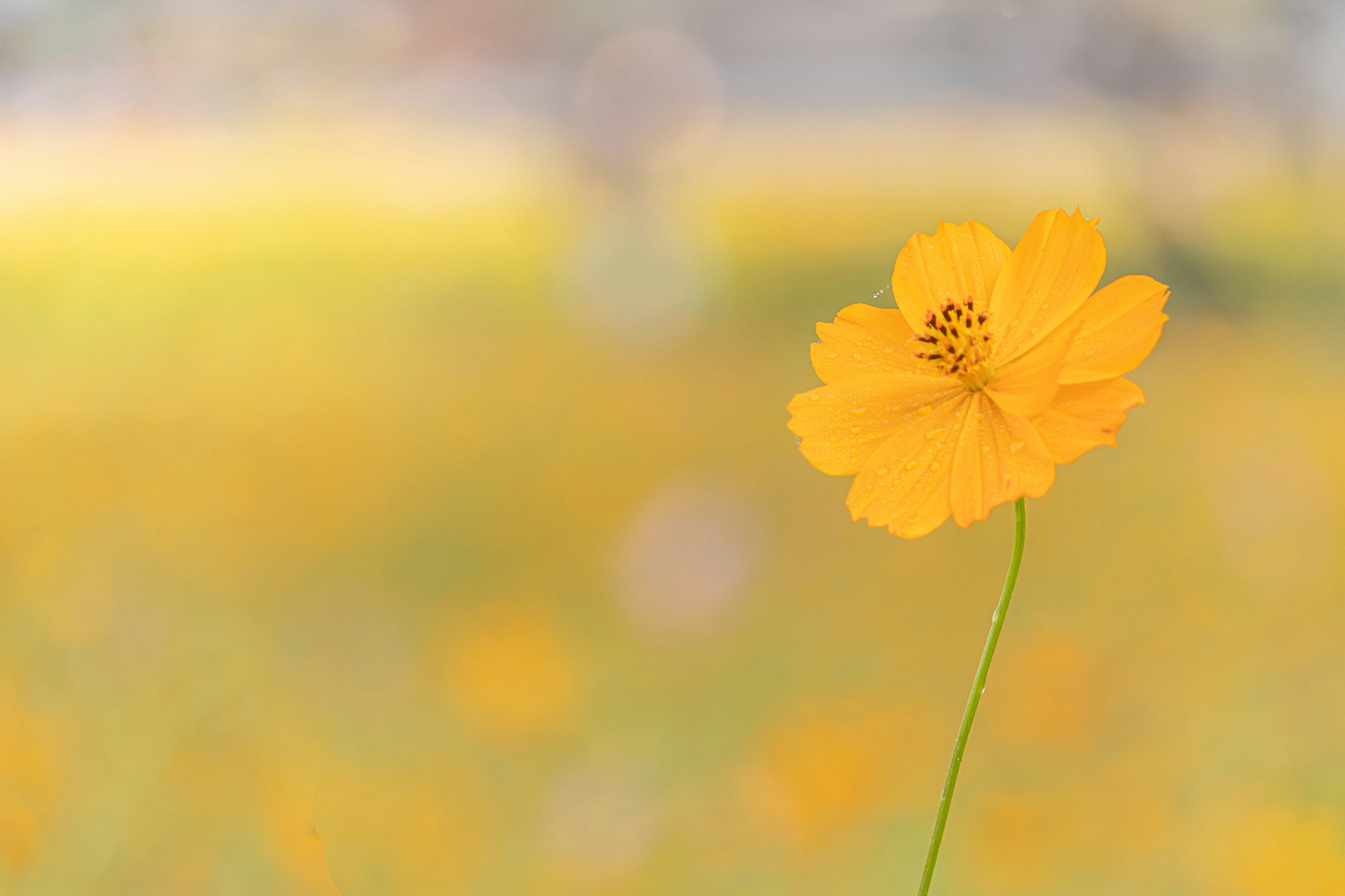 Una flor amarilla brillante se erige sola con un campo de flores borroso al fondo