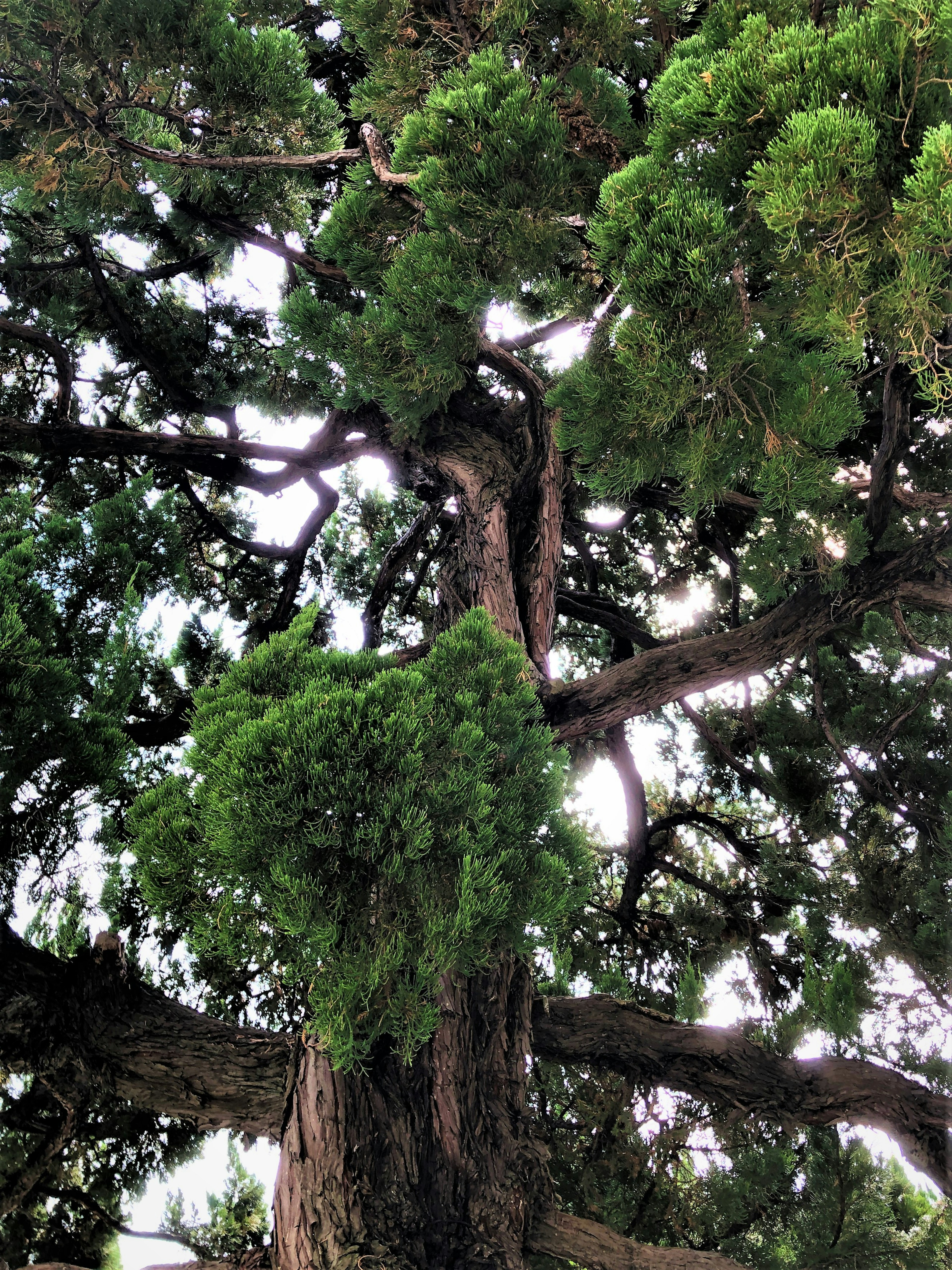 Close-up of a tree with lush green branches and trunk