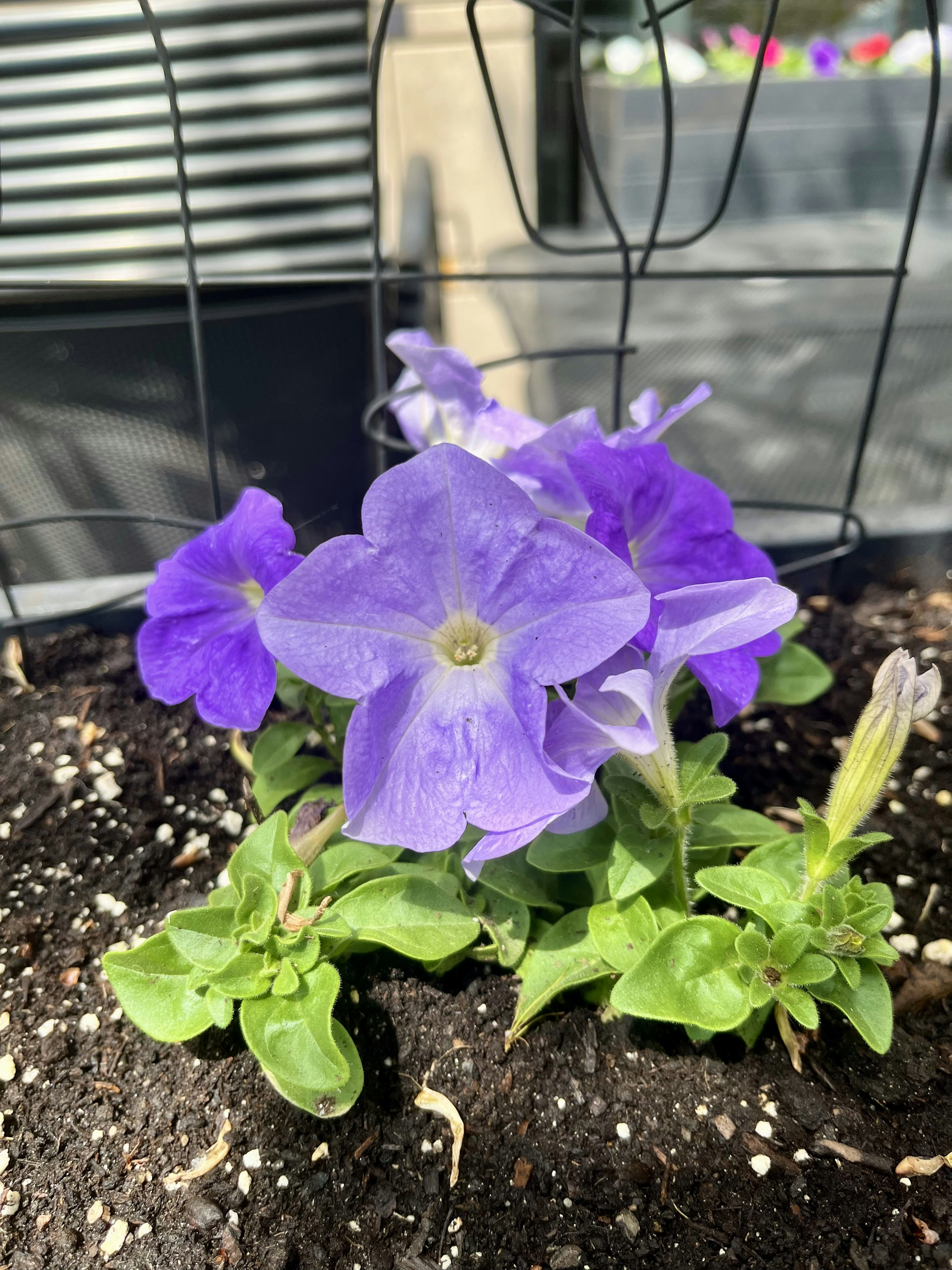 Purple petunia flowers with green leaves in soil