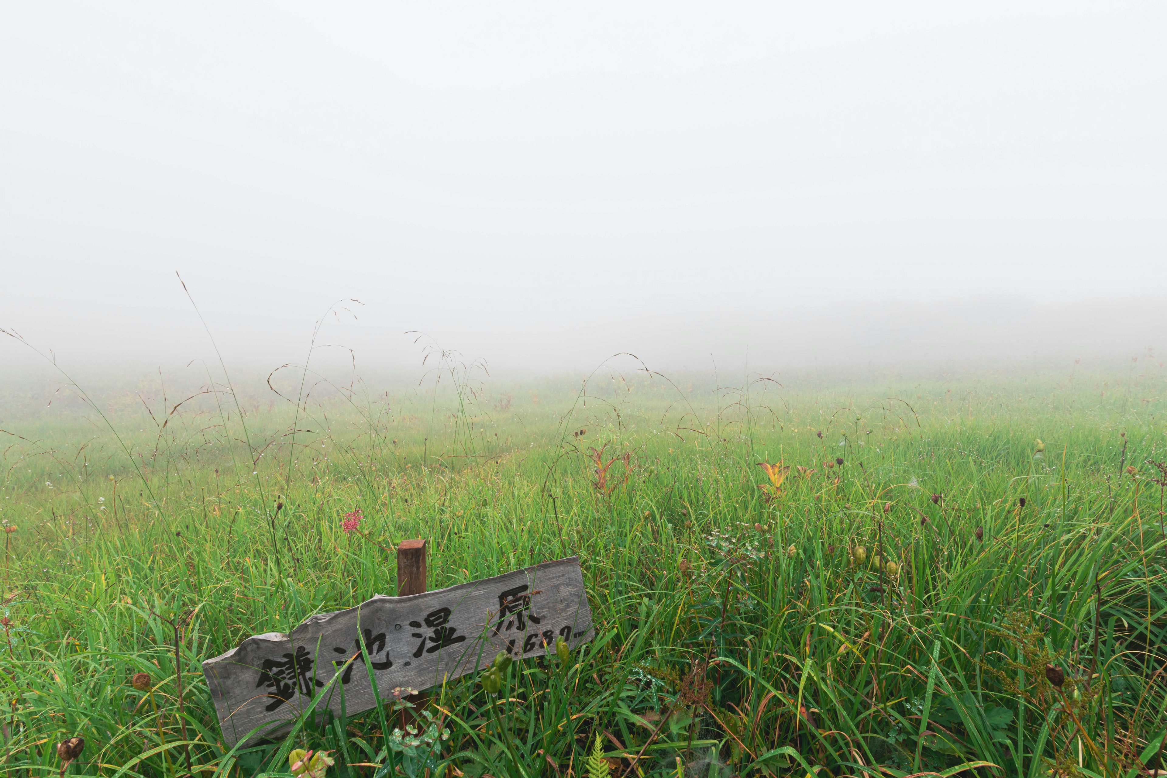 Foggy green meadow with a wooden sign