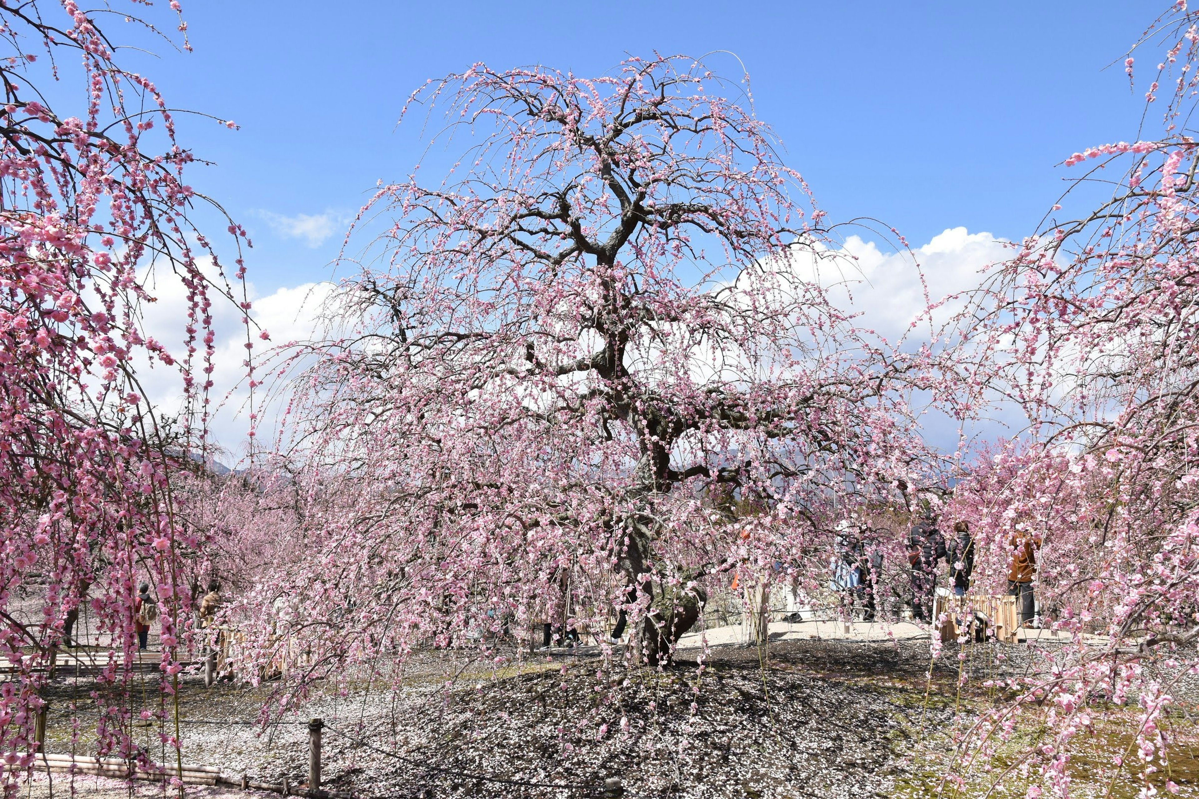 A beautiful cherry blossom tree with pink flowers against a blue sky