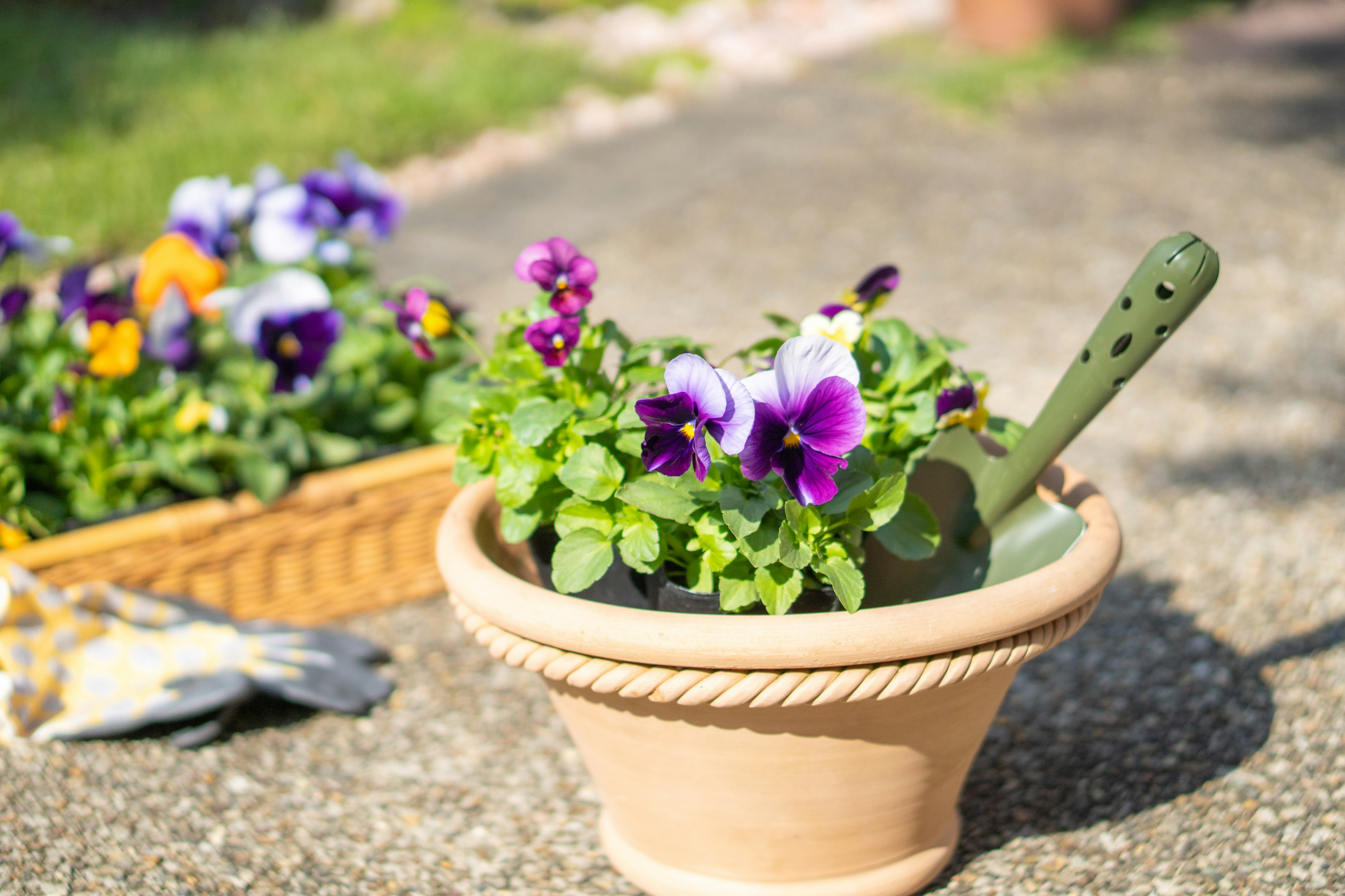 Pot tanah liat dengan pansy ungu dan daun hijau serta sekop kecil untuk berkebun