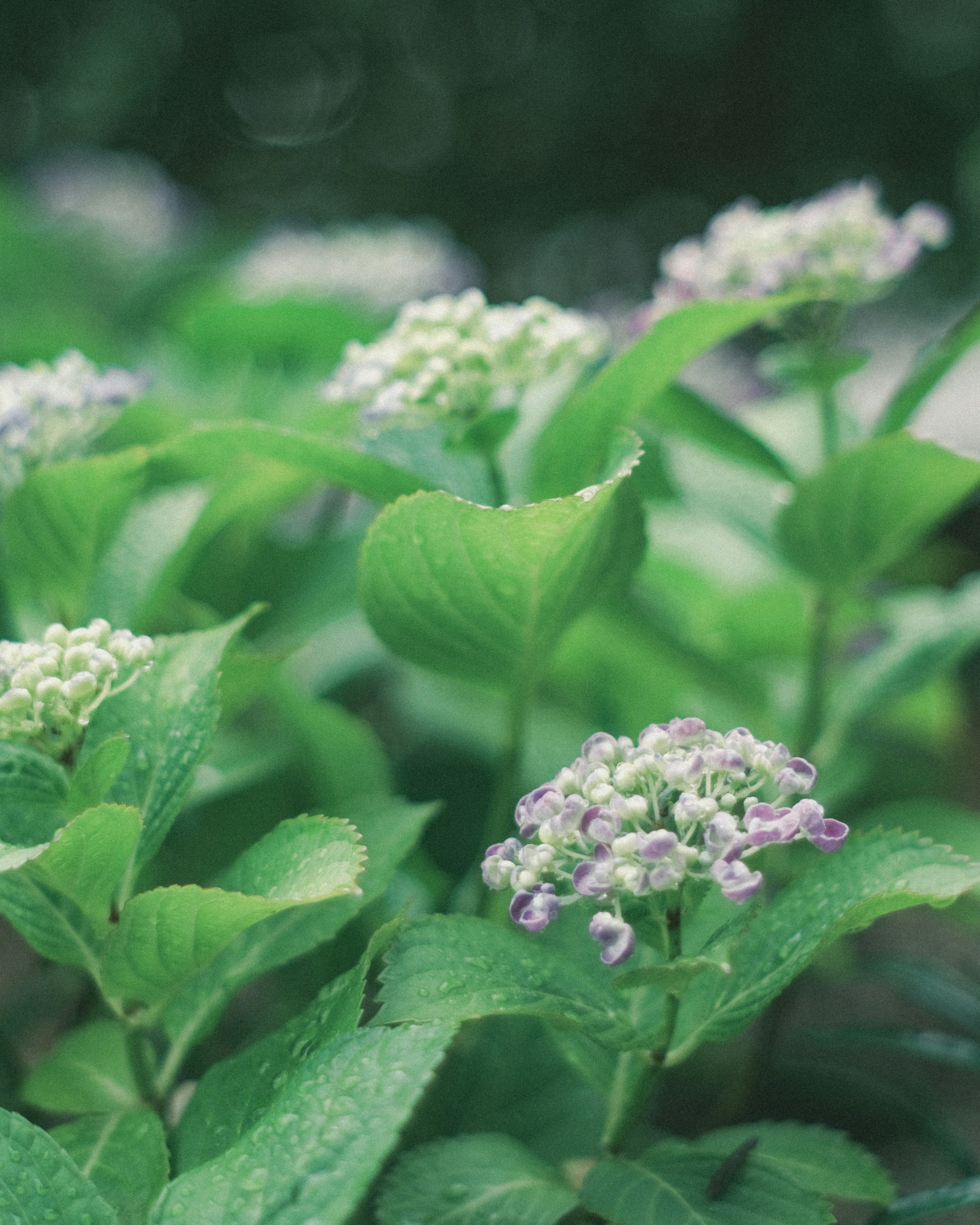 Close-up of hydrangea flowers with green leaves and purple accents