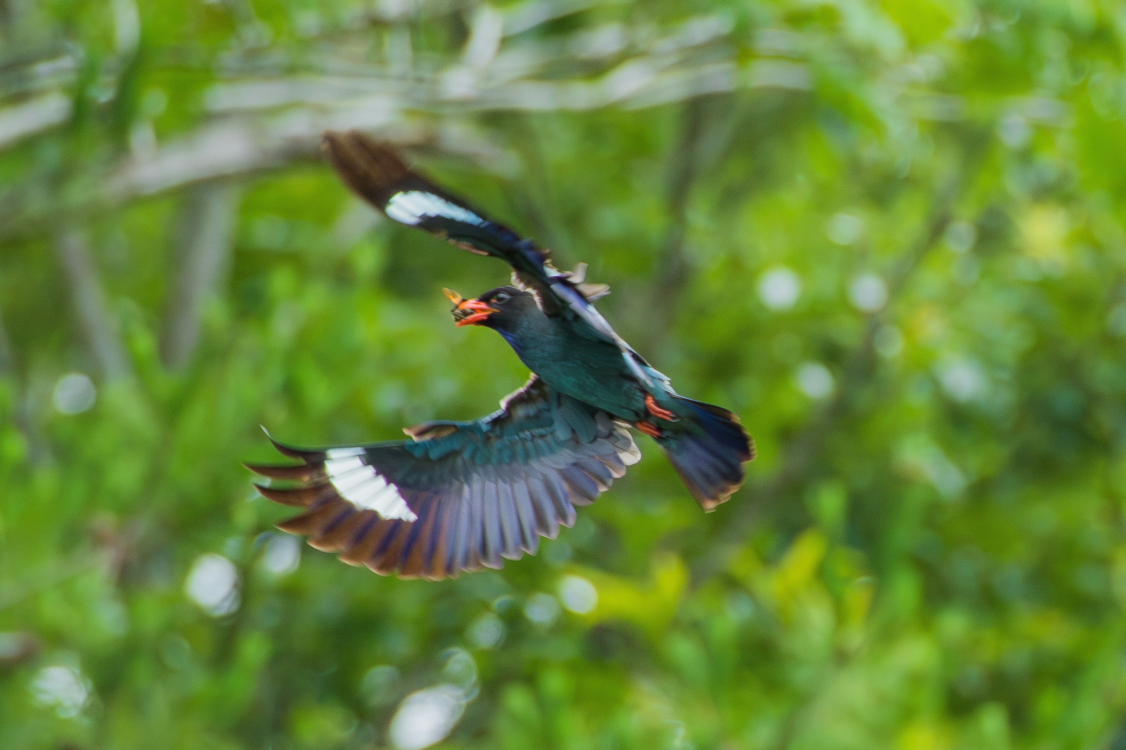 Un pájaro volando contra un fondo verde vibrante con plumas negras y azules y manchas blancas