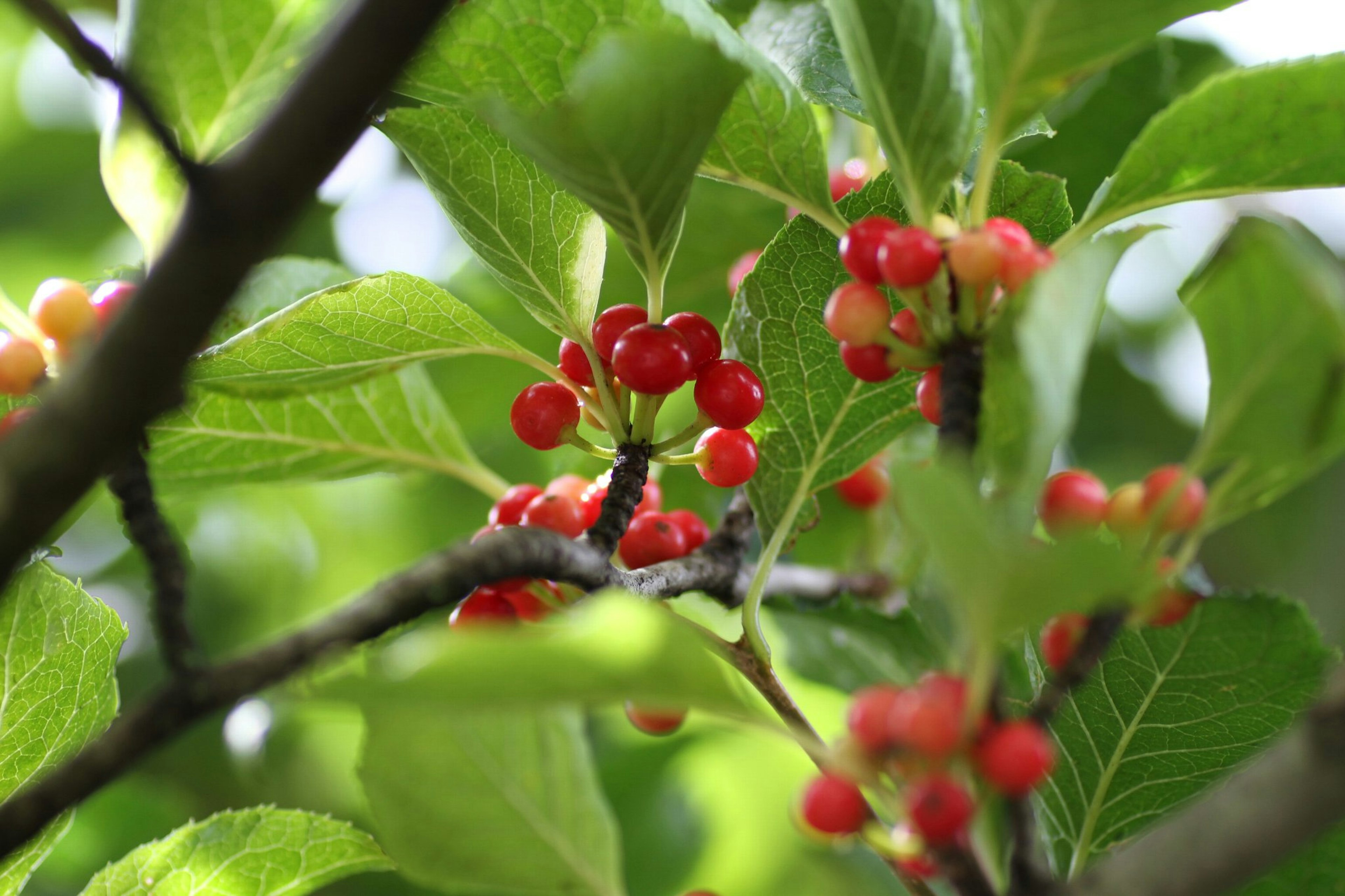 Nahaufnahme eines Zweigs mit roten Beeren und grünen Blättern