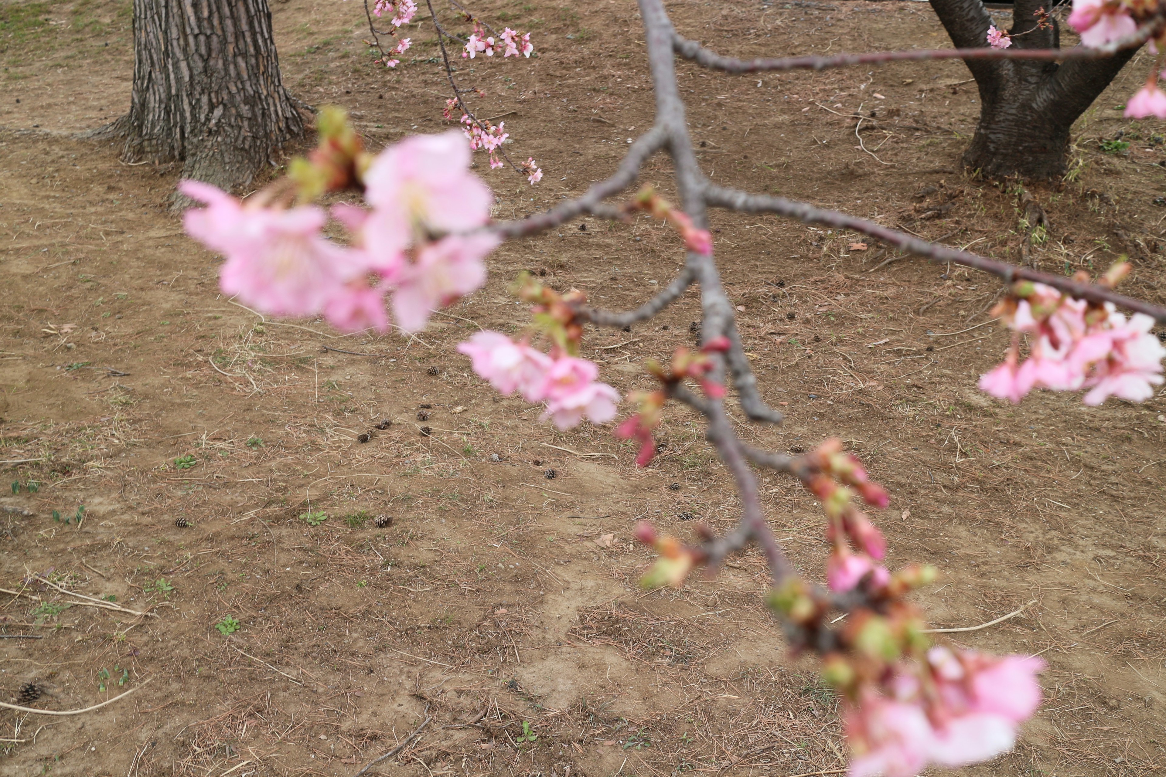 桜の花が咲いている木の枝のクローズアップ