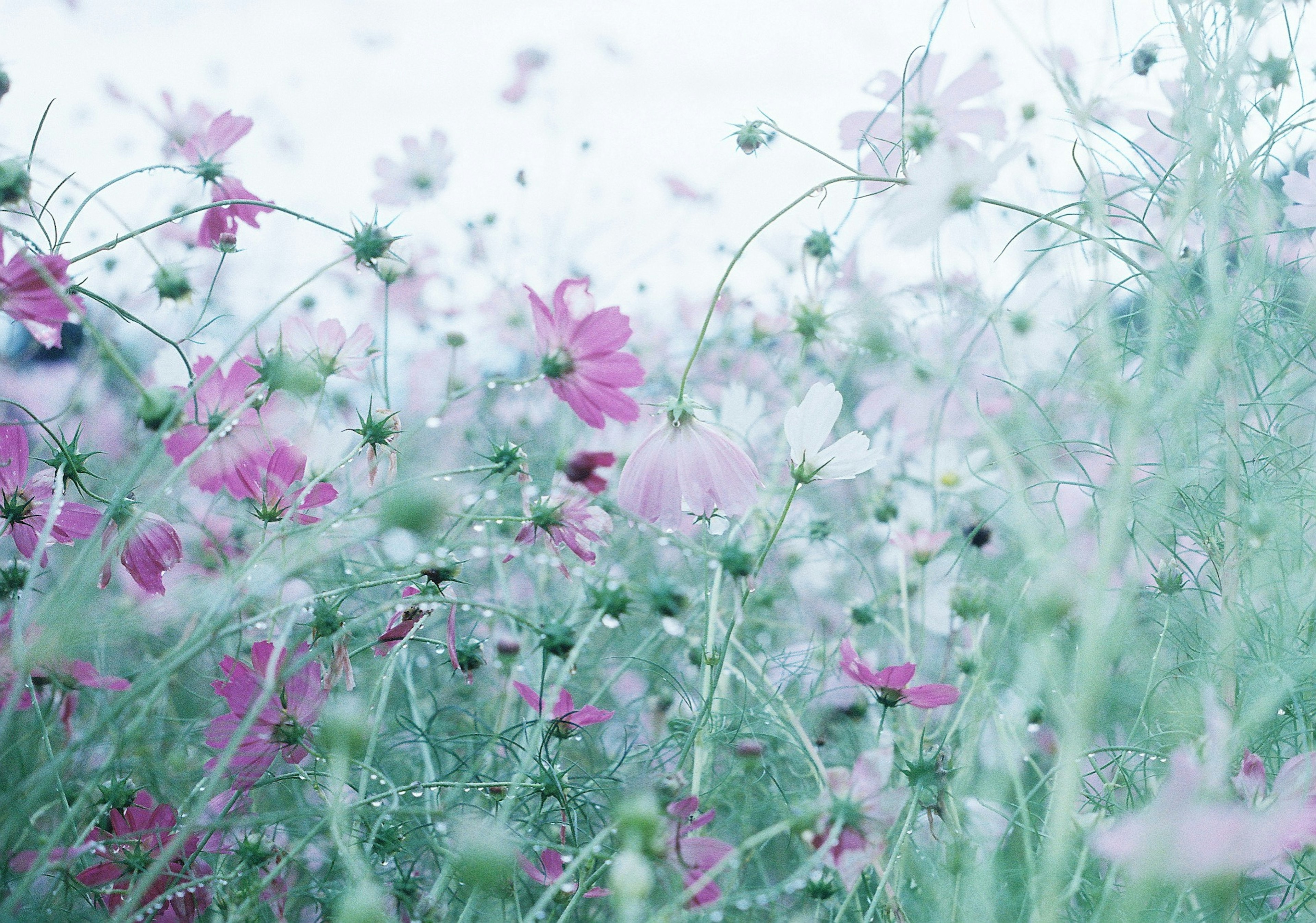 淡い色合いのコスモスの花が咲く草原の風景