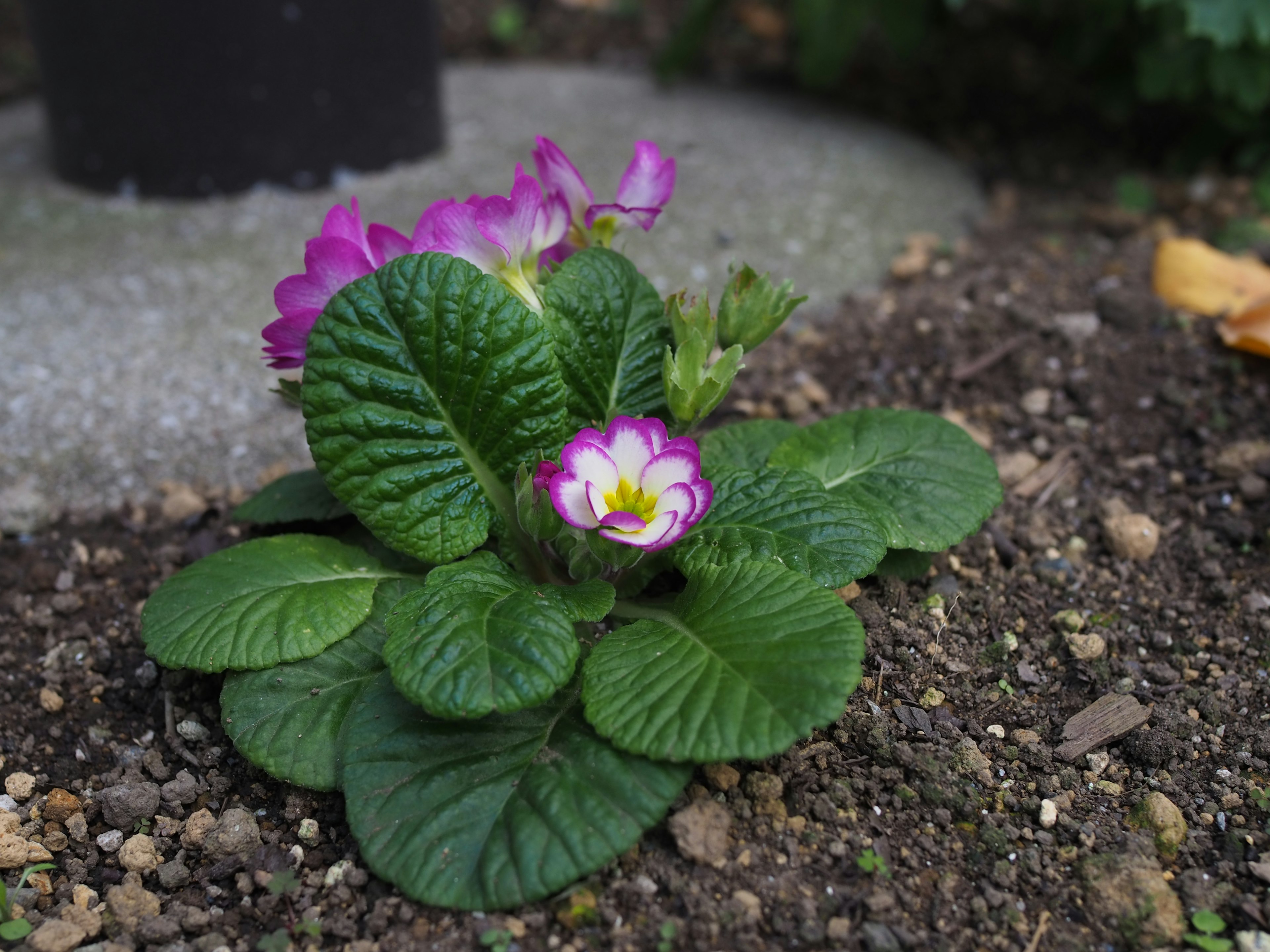 紫色の花と緑の葉を持つプリムラの植物