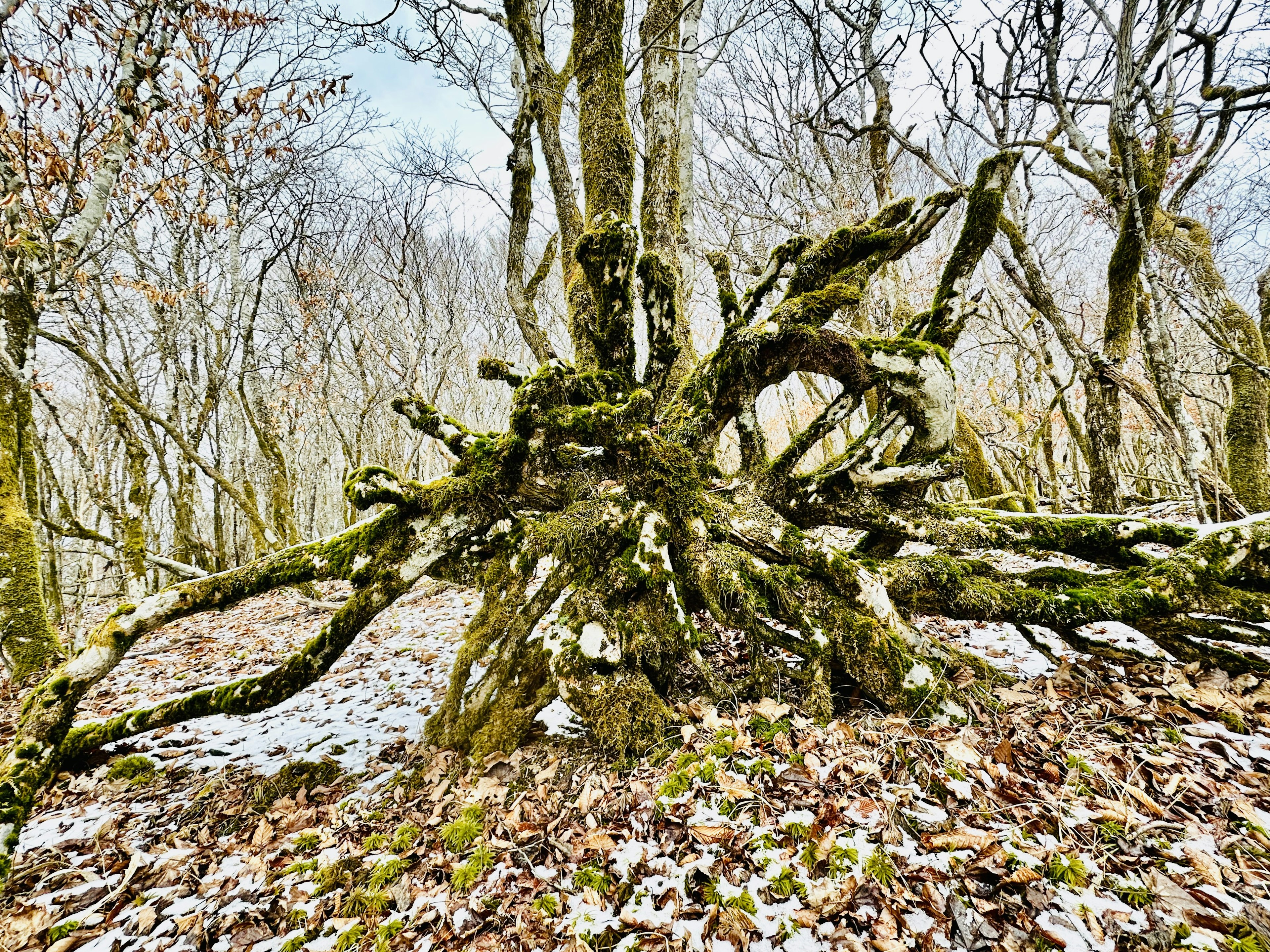 Radici di alberi coperte di muschio in un paesaggio forestale invernale