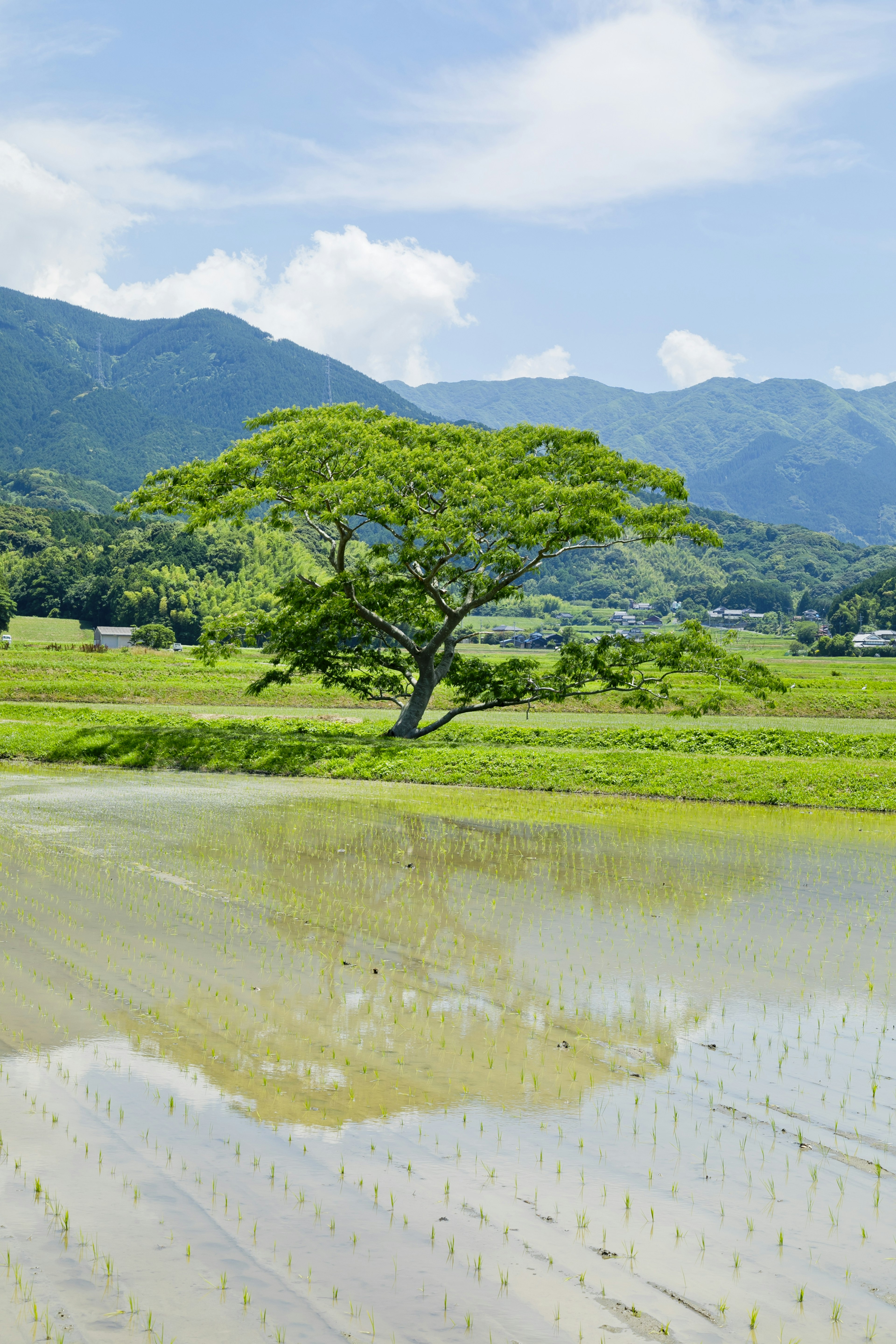 Un grande albero che si erge in un campo di riso lussureggiante con montagne sullo sfondo