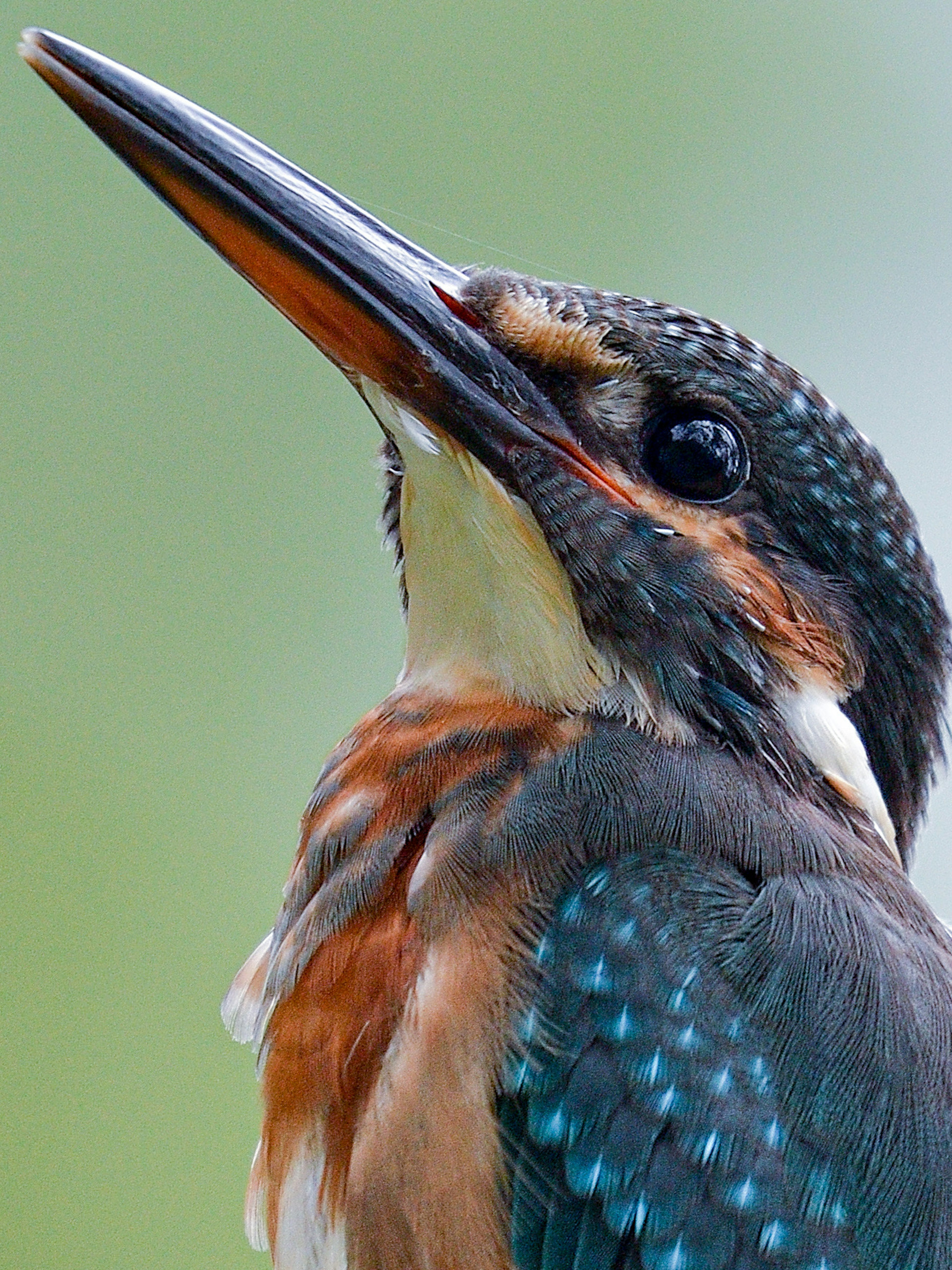 Gambar close-up burung kingfisher yang cerah