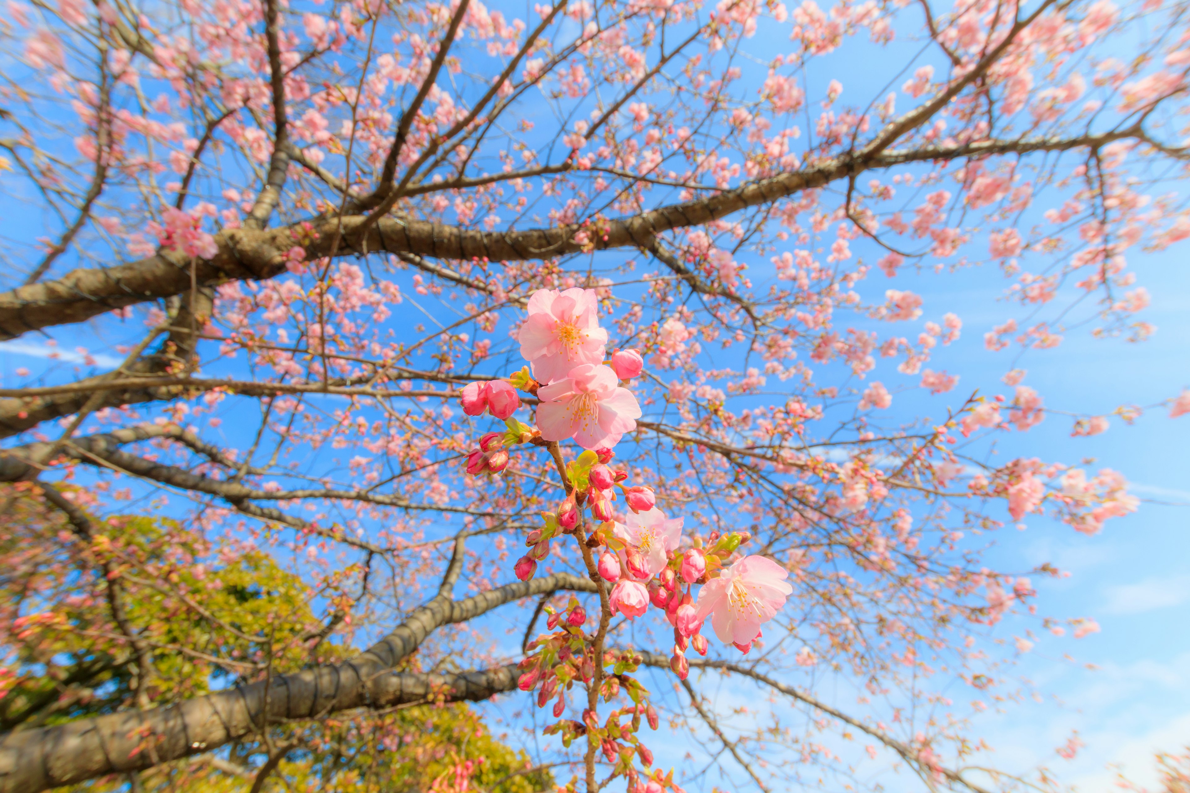 青空の下に咲く桜の花と枝の美しい景色