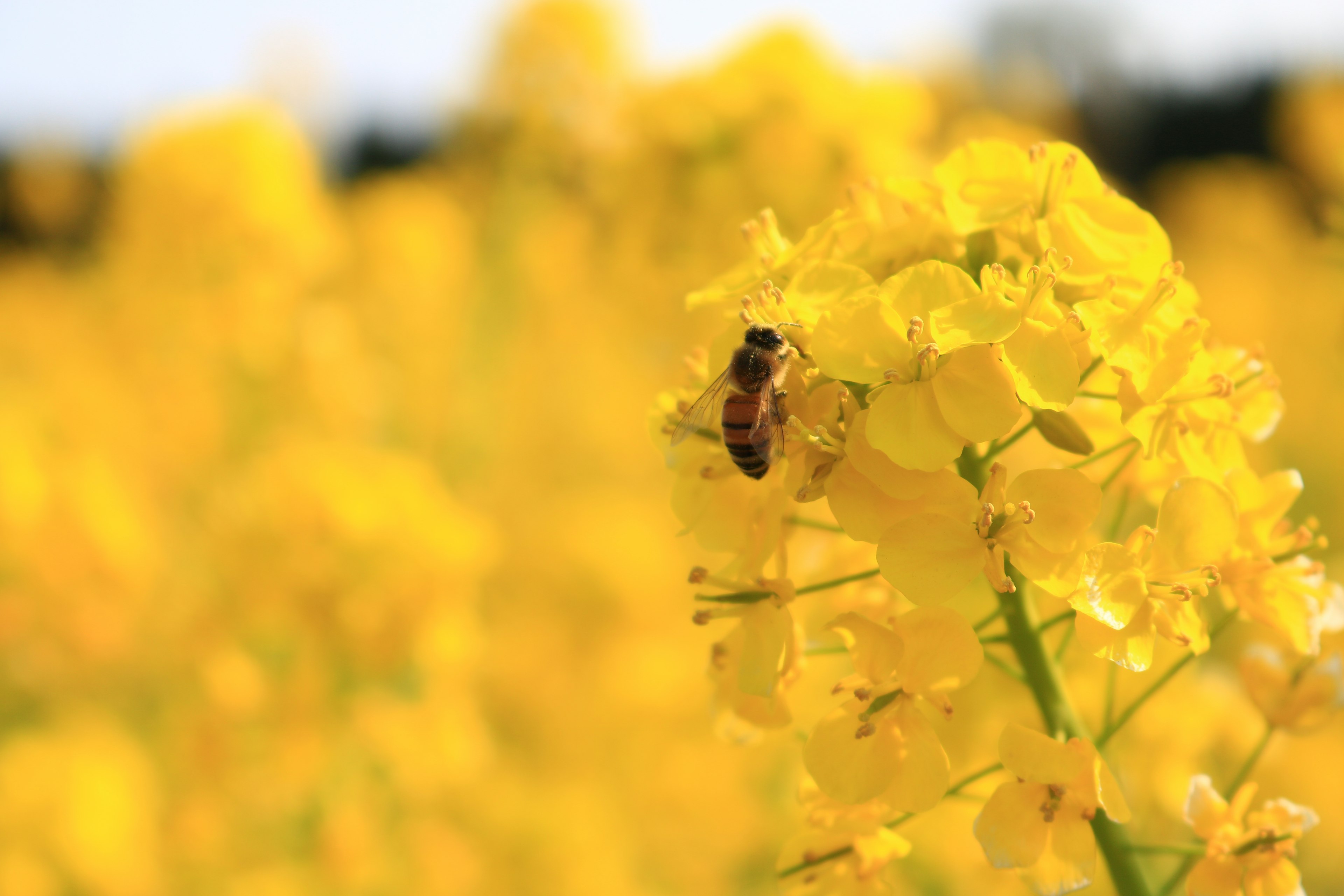 Abeja en flores amarillas brillantes en un campo