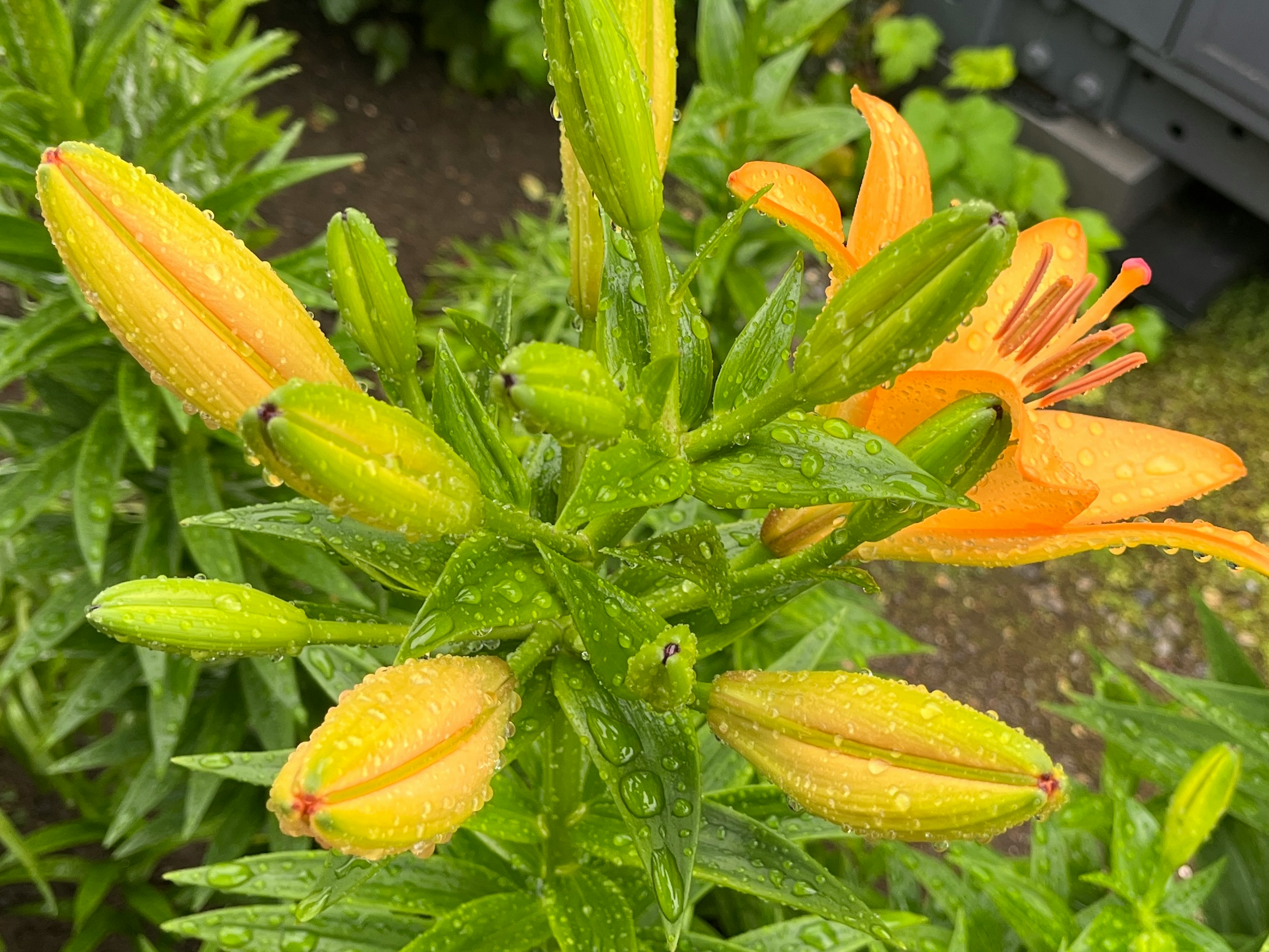 Orange Lilie mit Knospen, die von Wassertropfen auf grünen Blättern bedeckt sind