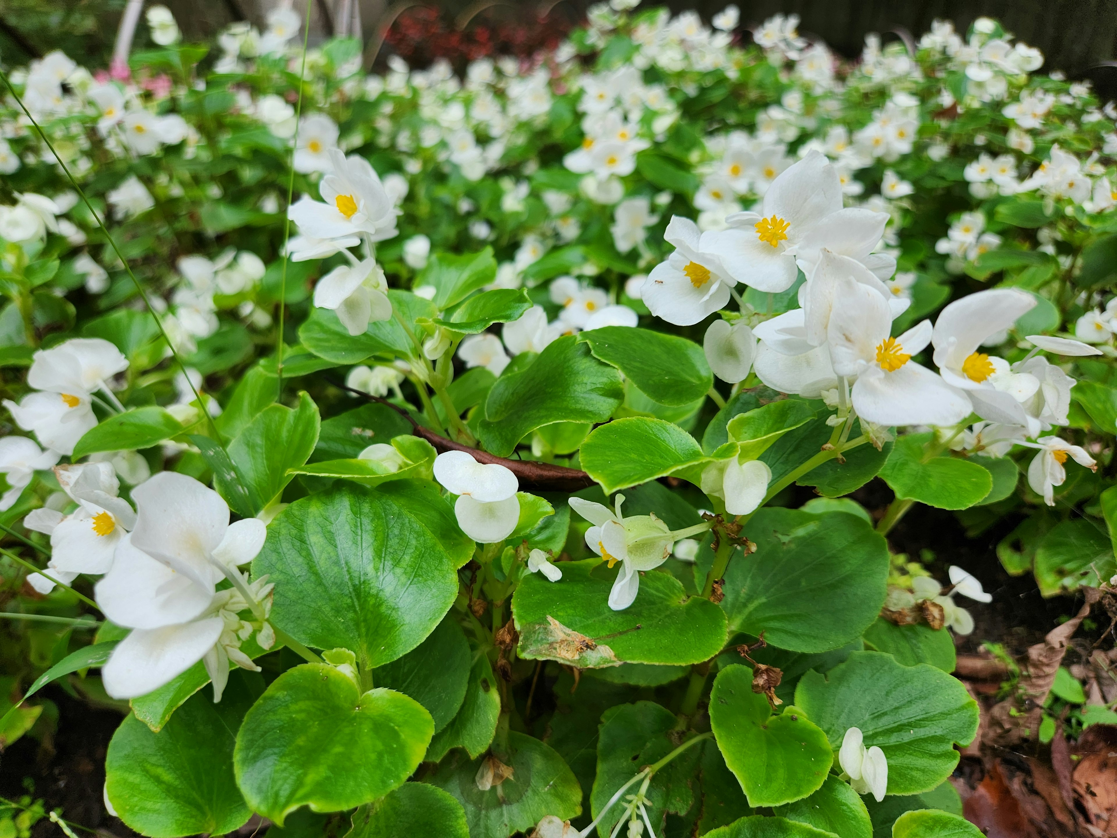 白い花が咲く緑の葉の茂み