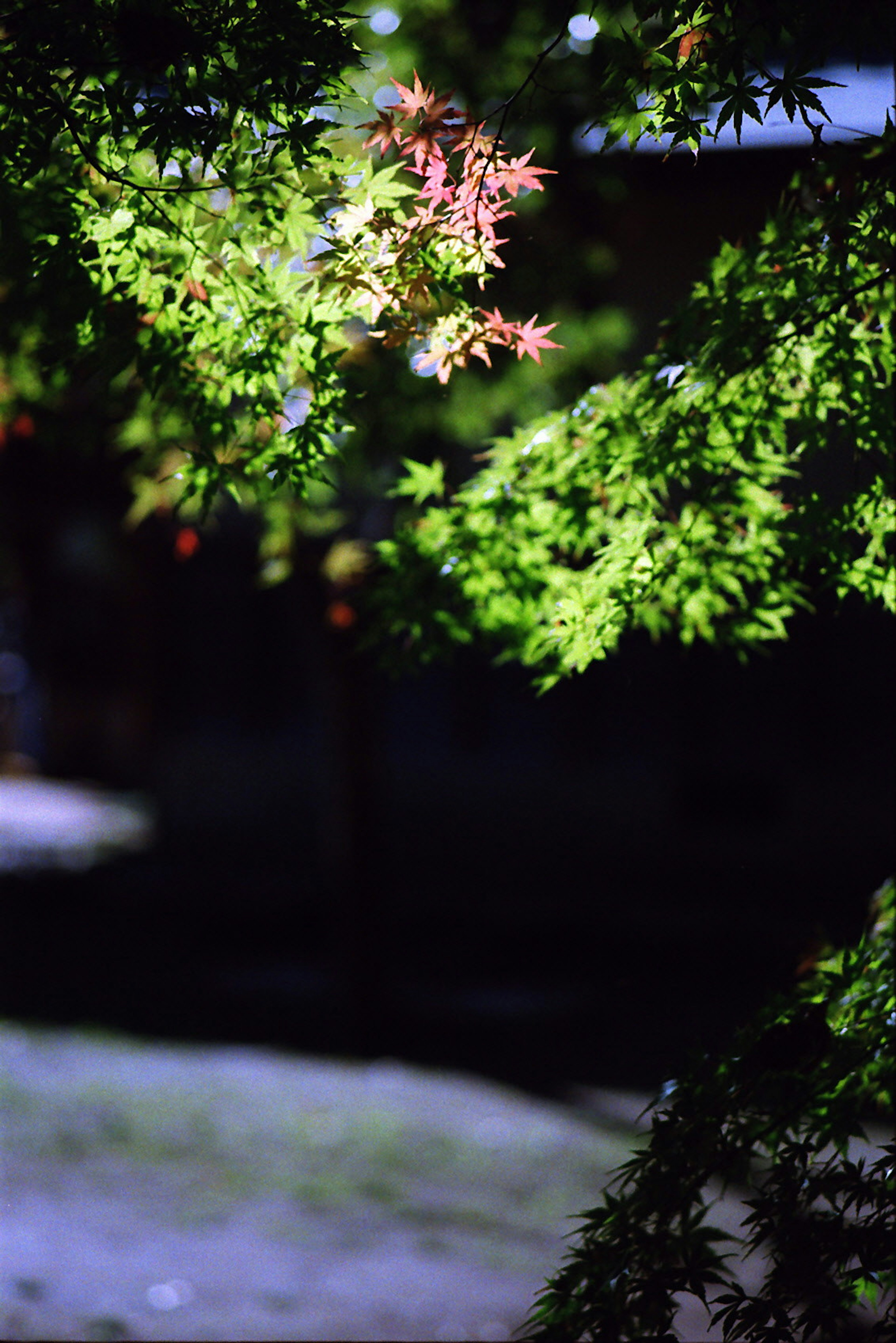 Scène de jardin nocturne avec des feuilles vertes vives et une nouvelle croissance rouge