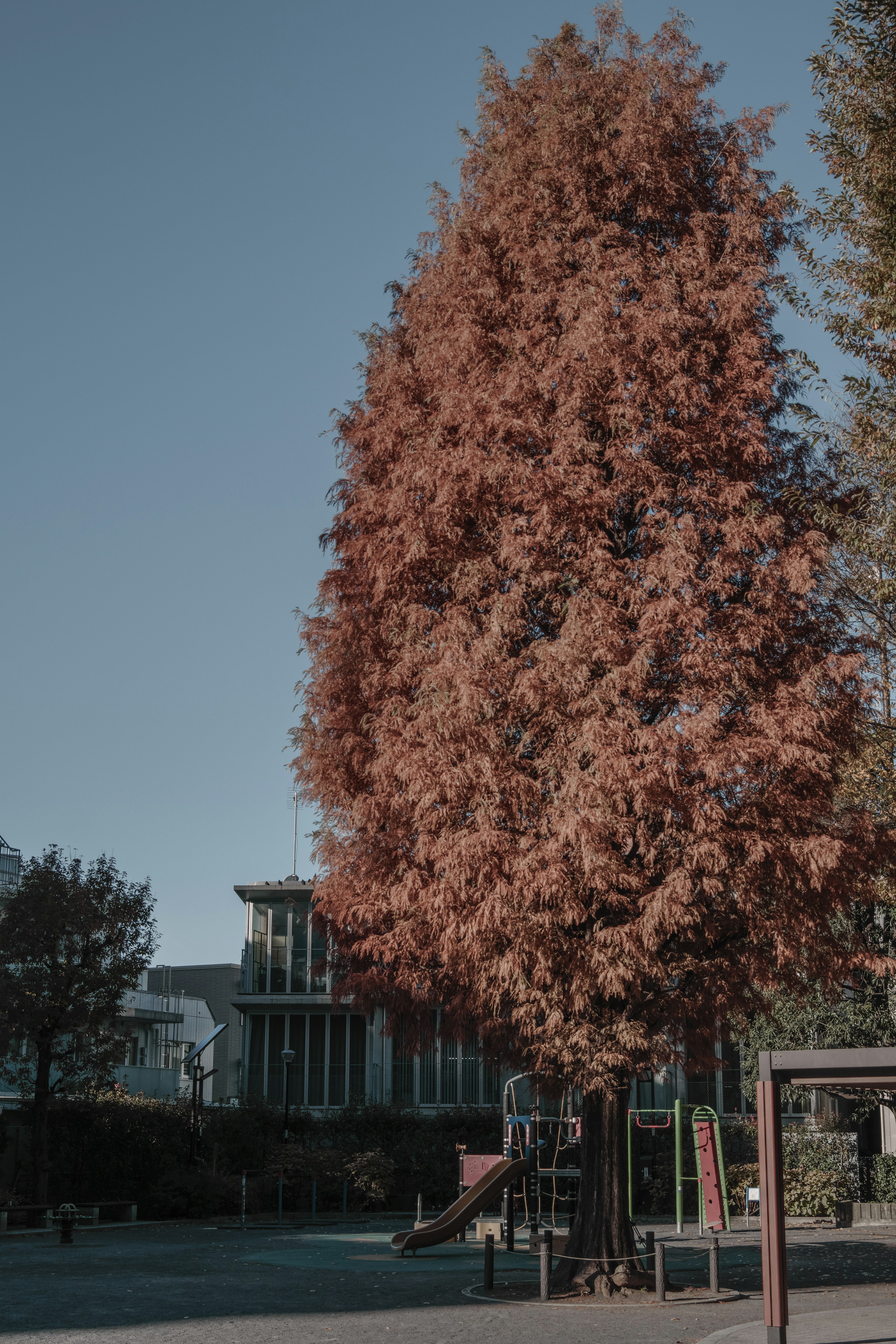 公園の大きな紅葉樹と遊具がある風景