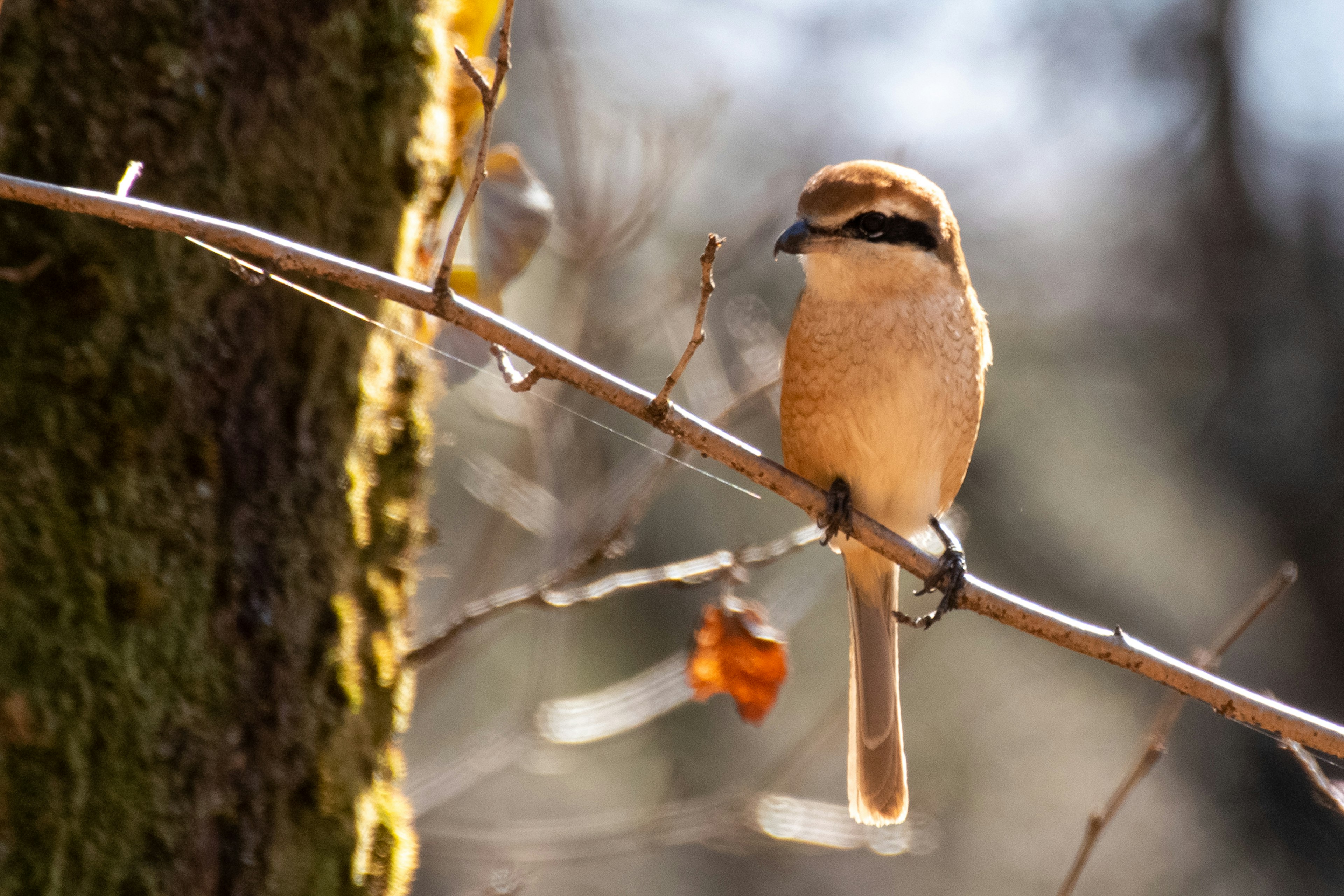 Close-up of a brown bird perched on a small branch