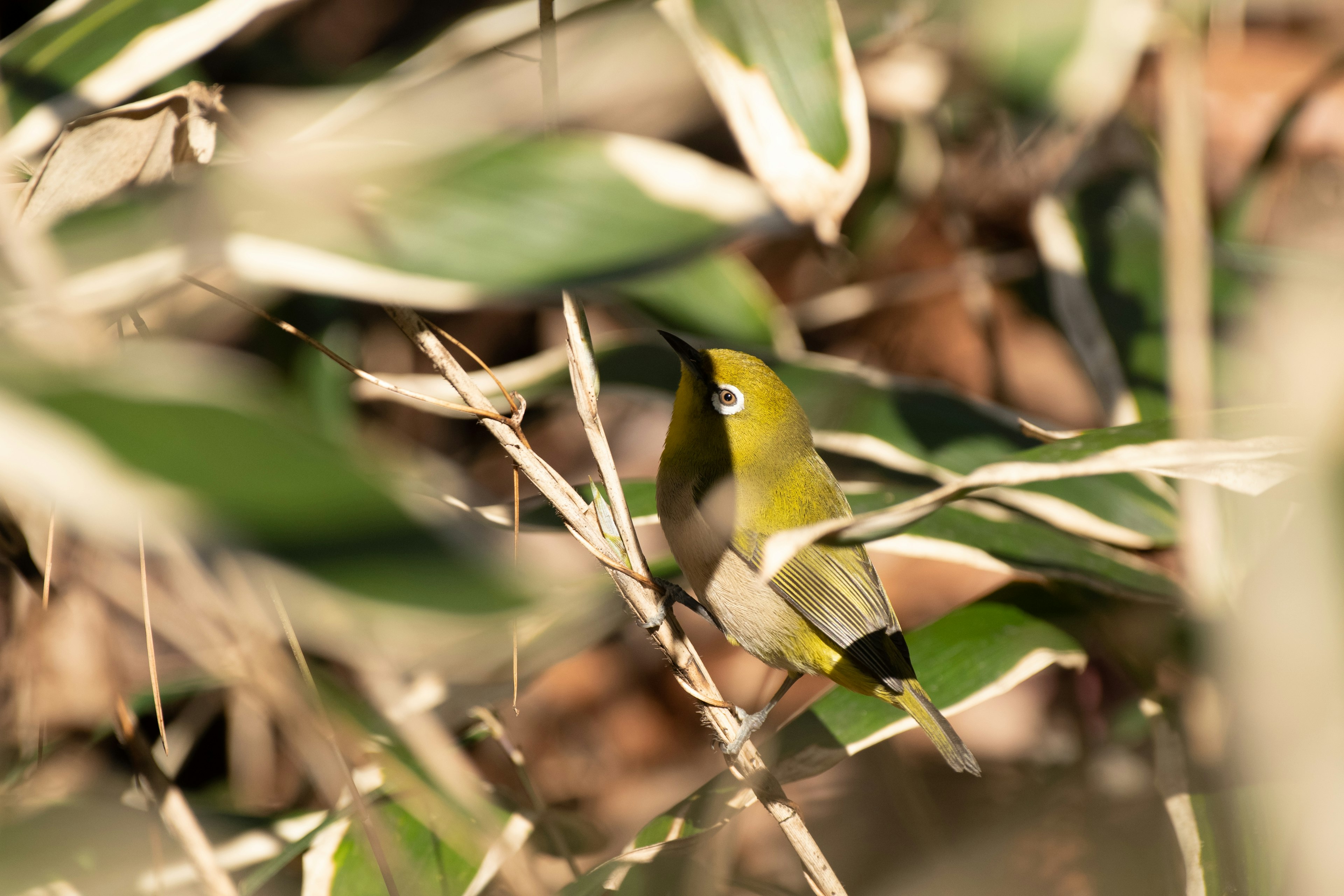 Burung hijau yang tersembunyi di antara daun