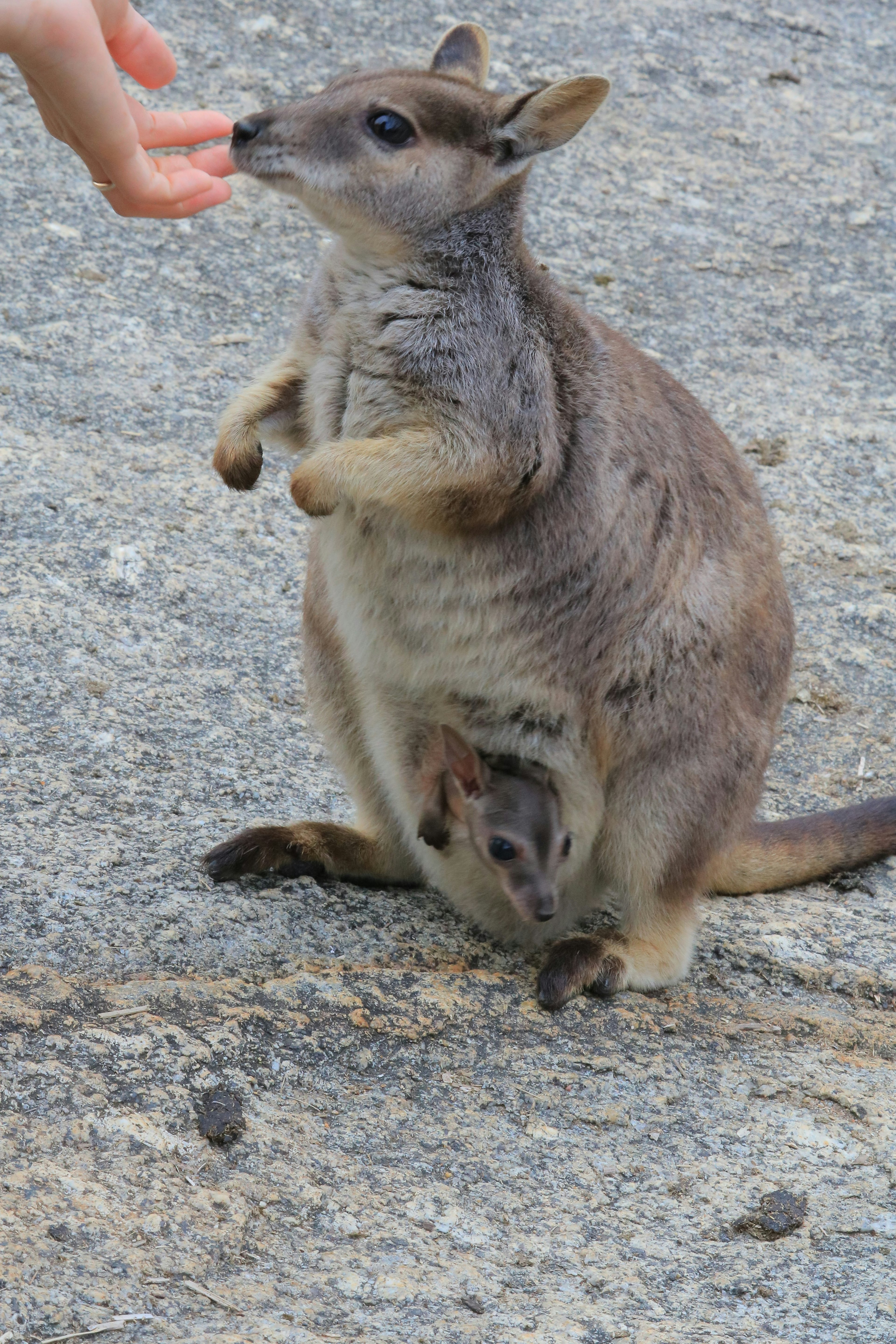 手から食べ物を受け取るカンガルーのような動物