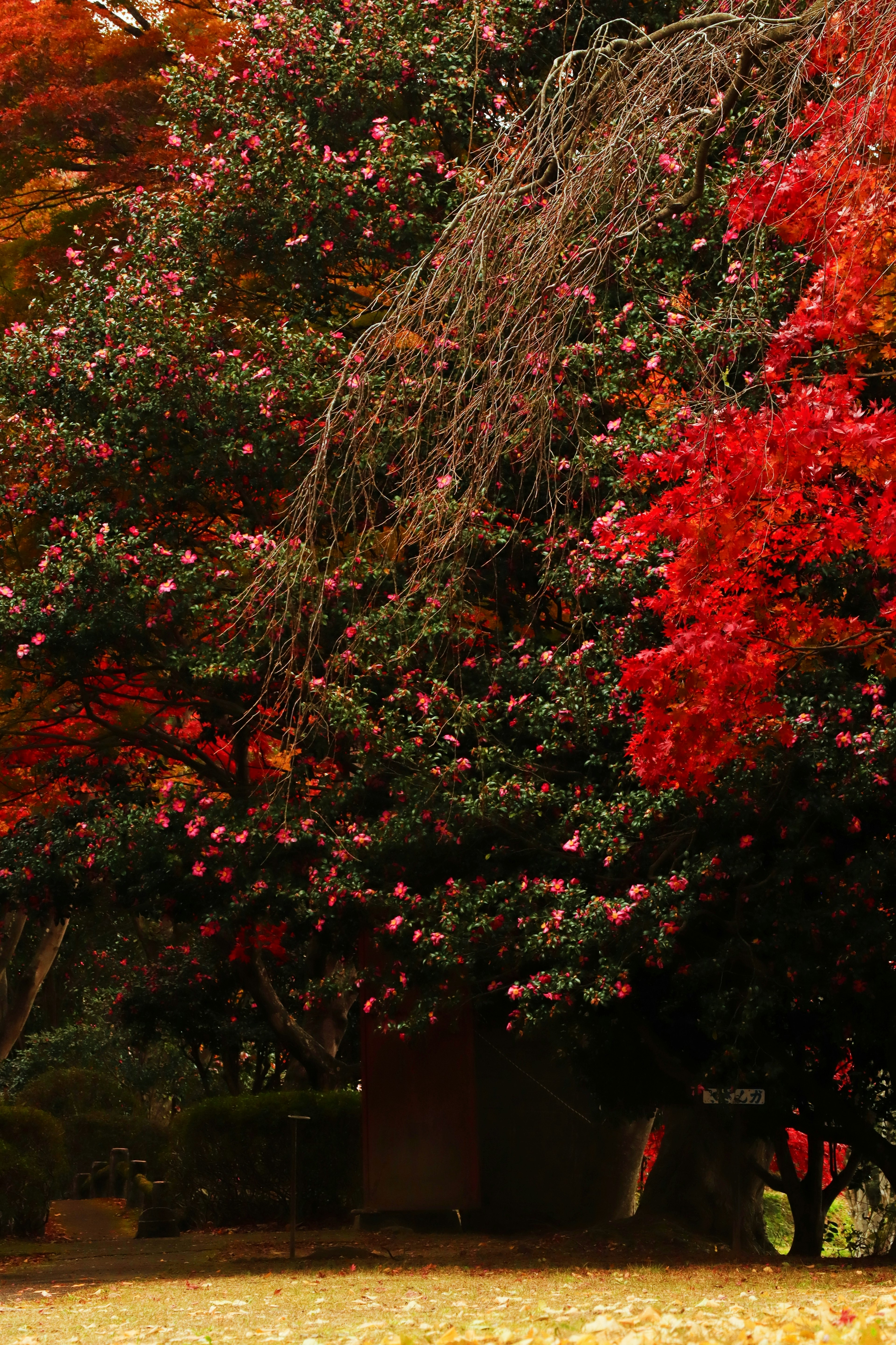 A vibrant autumn scene featuring colorful foliage on trees