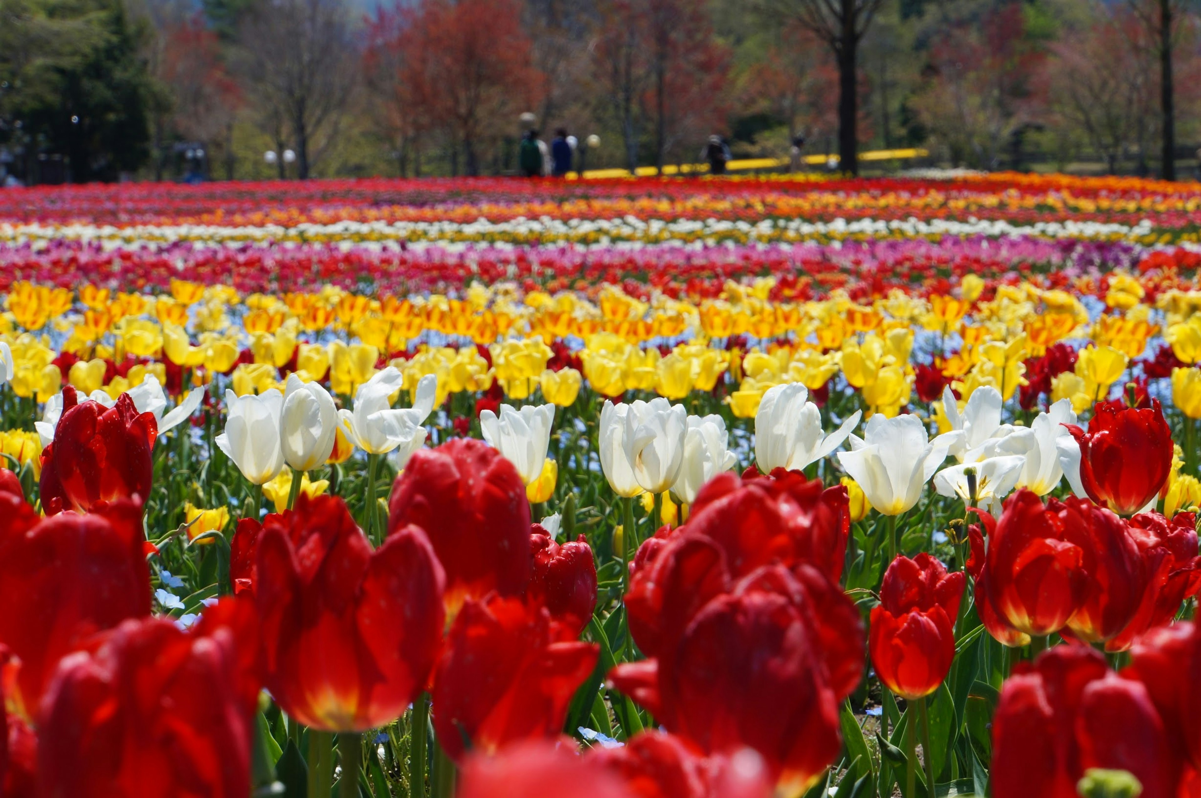 Lebendiges Tulpenfeld mit roten gelben und weißen Blumen in voller Blüte