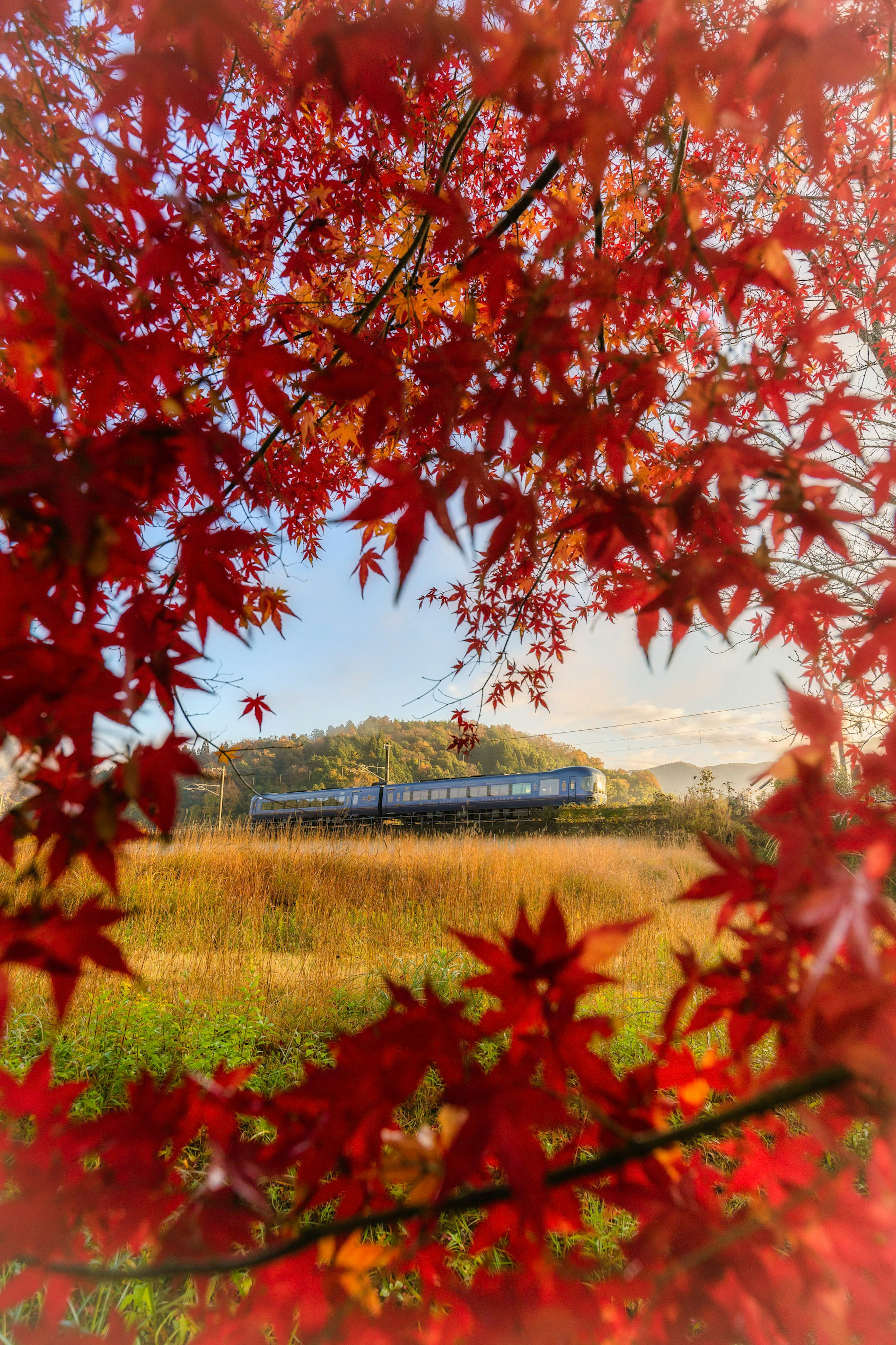 Train passing through a landscape framed by vibrant red maple leaves