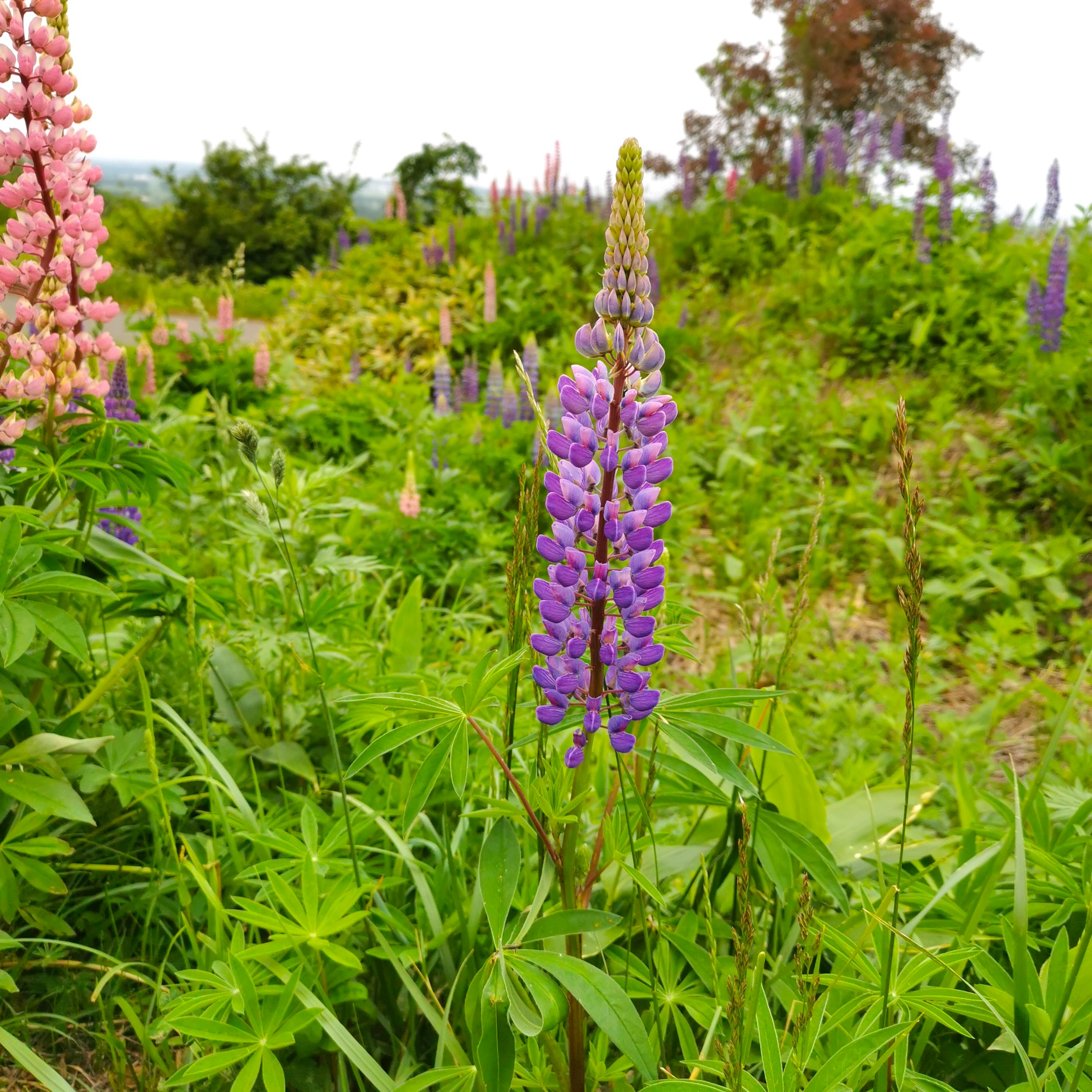 A vibrant landscape featuring purple and pink lupines in full bloom