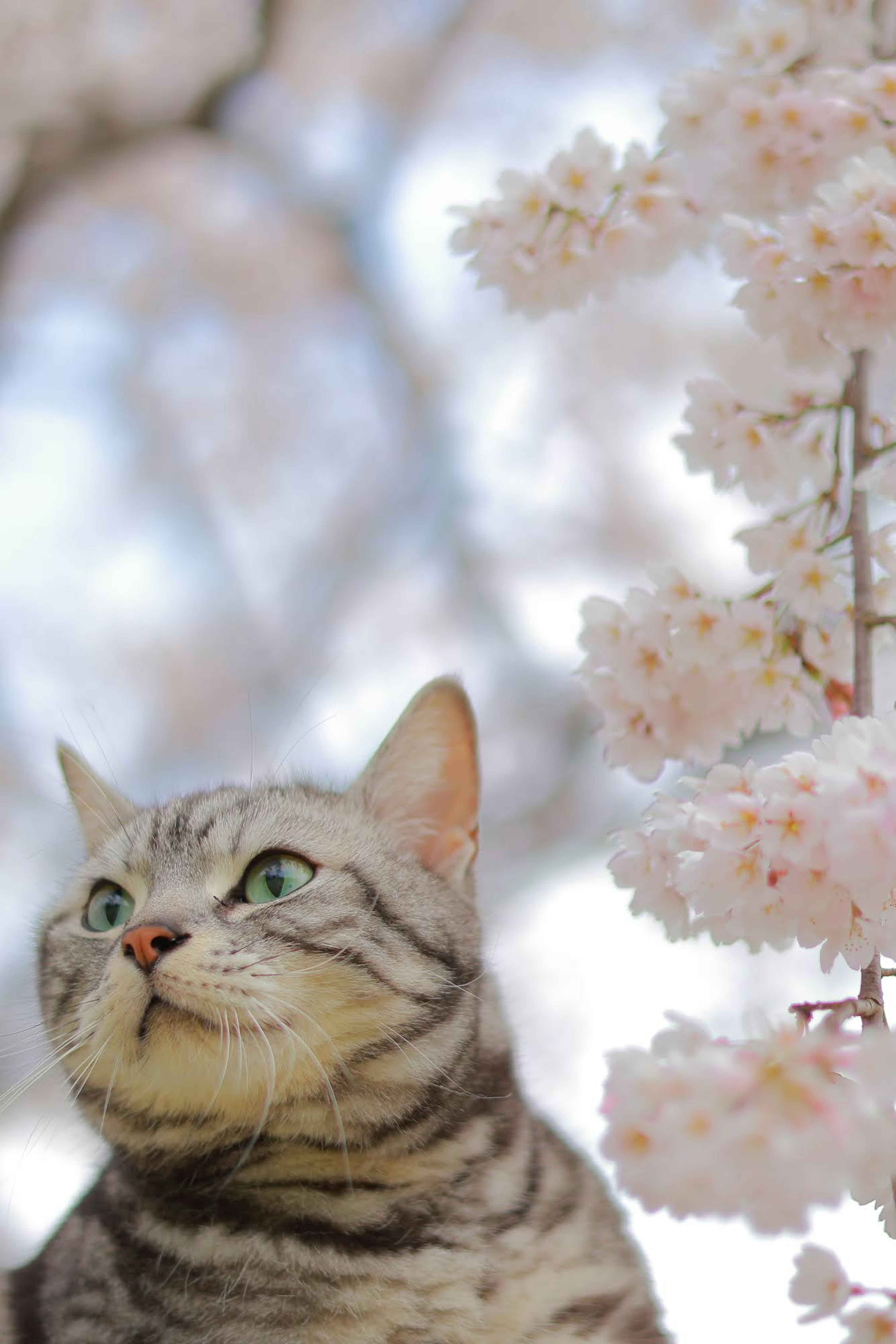 桜の花の隣にいる銀色の猫のアップ