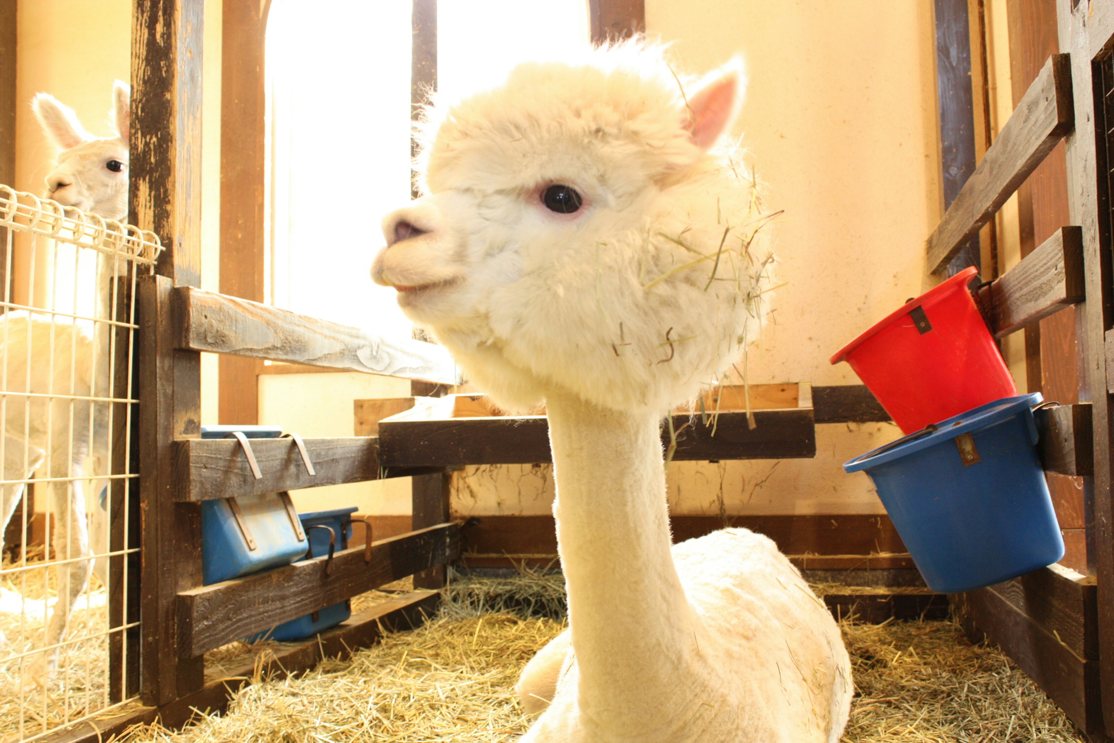 Un alpaca blanco dentro de un establo mostrando una expresión tranquila