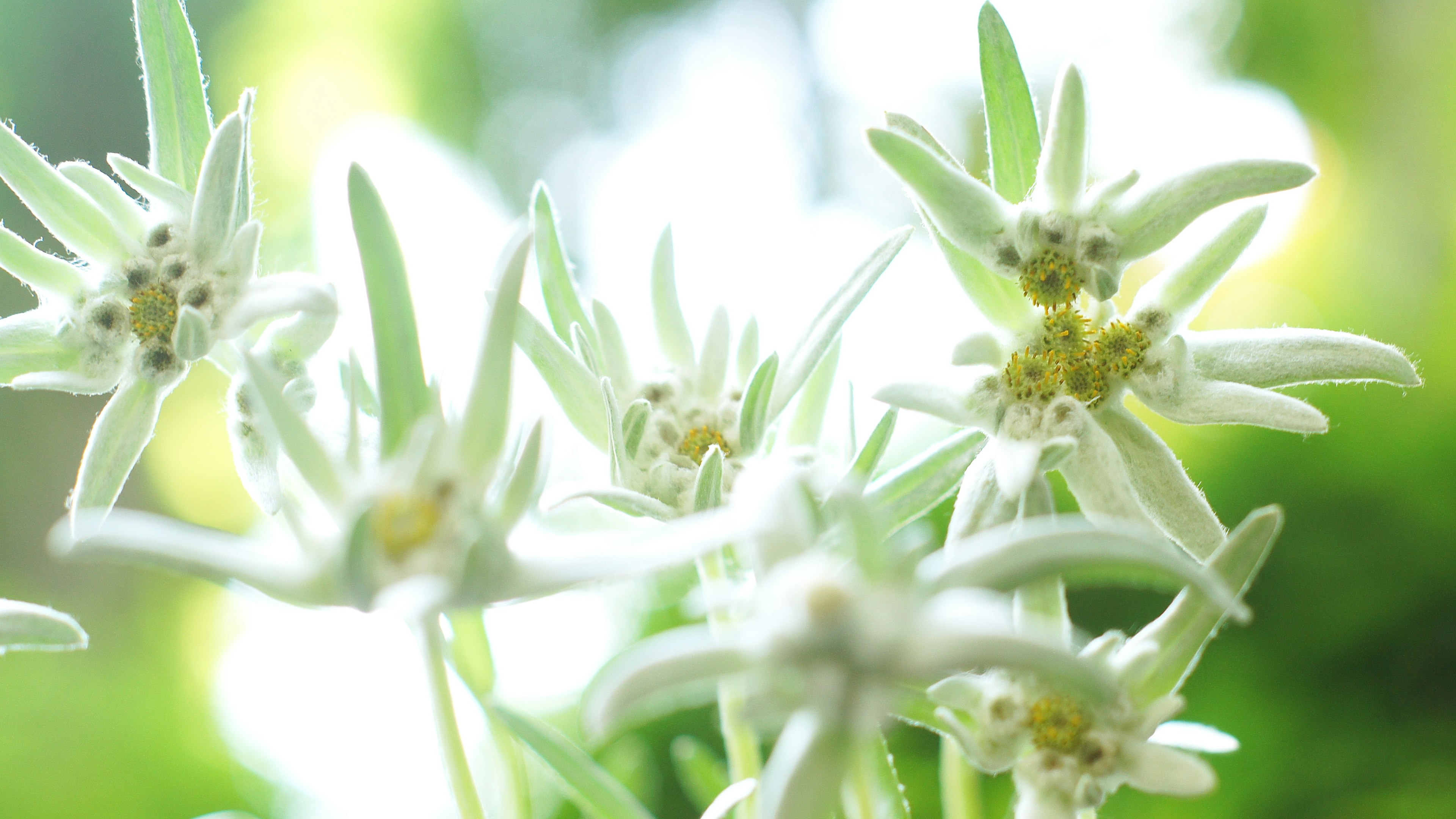 Bunga Edelweiss dengan kelopak putih di latar belakang hijau