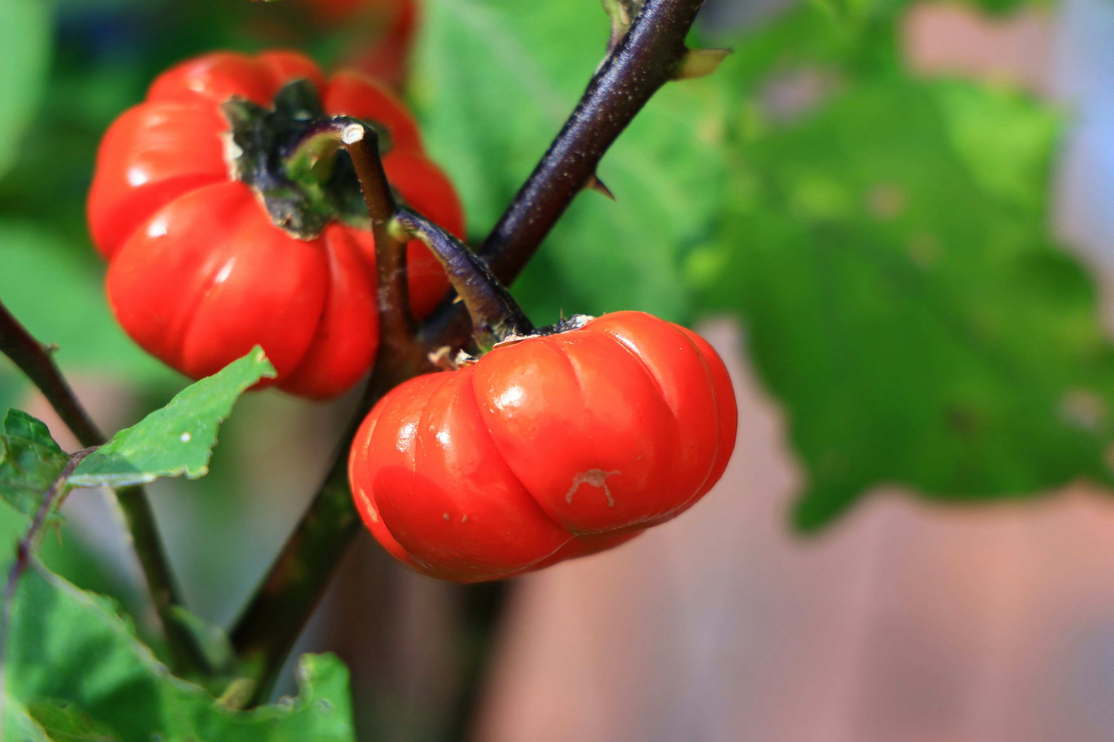 Branche avec des fruits rouges ressemblant à des citrouilles