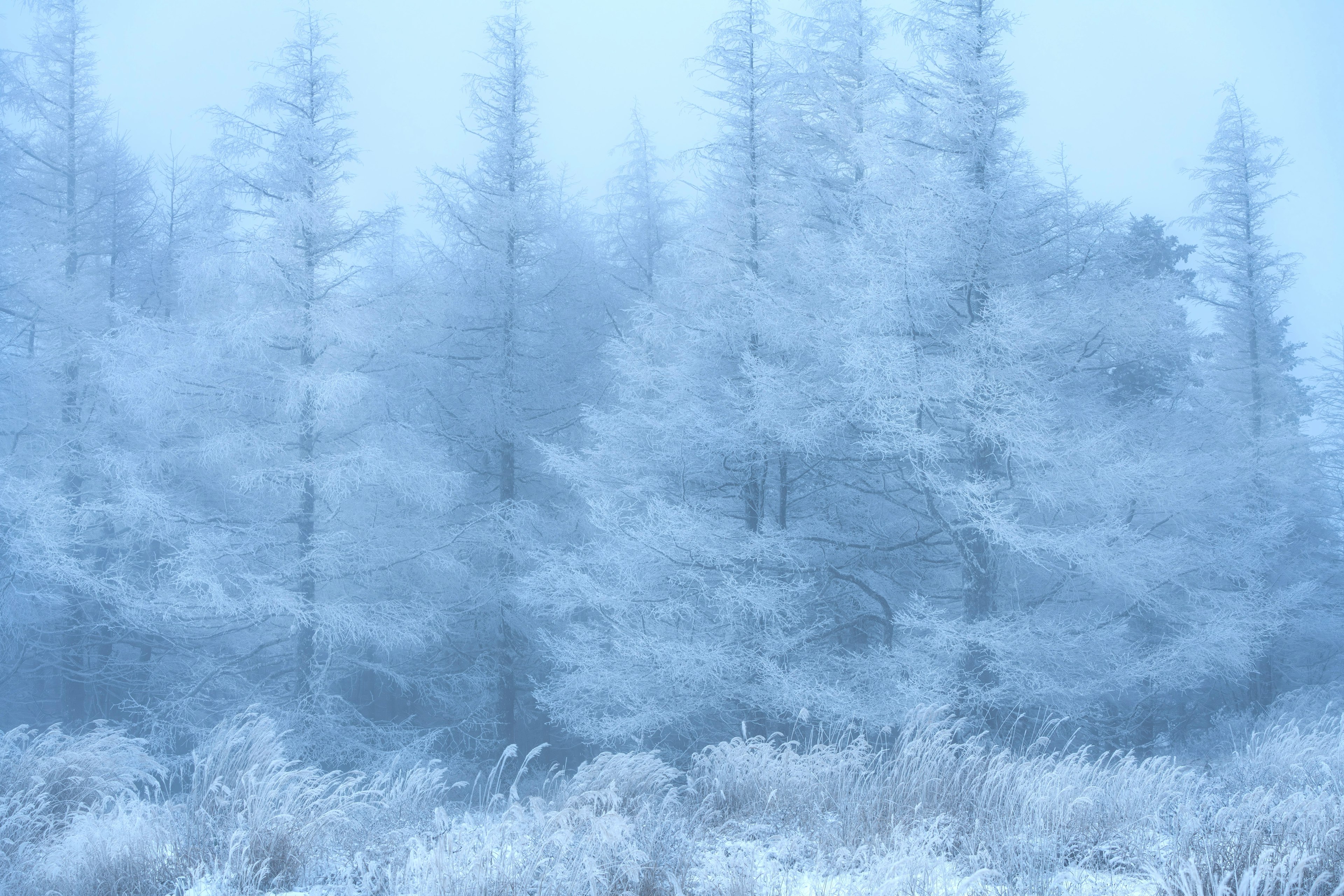 霧に包まれた雪の木々が立ち並ぶ風景