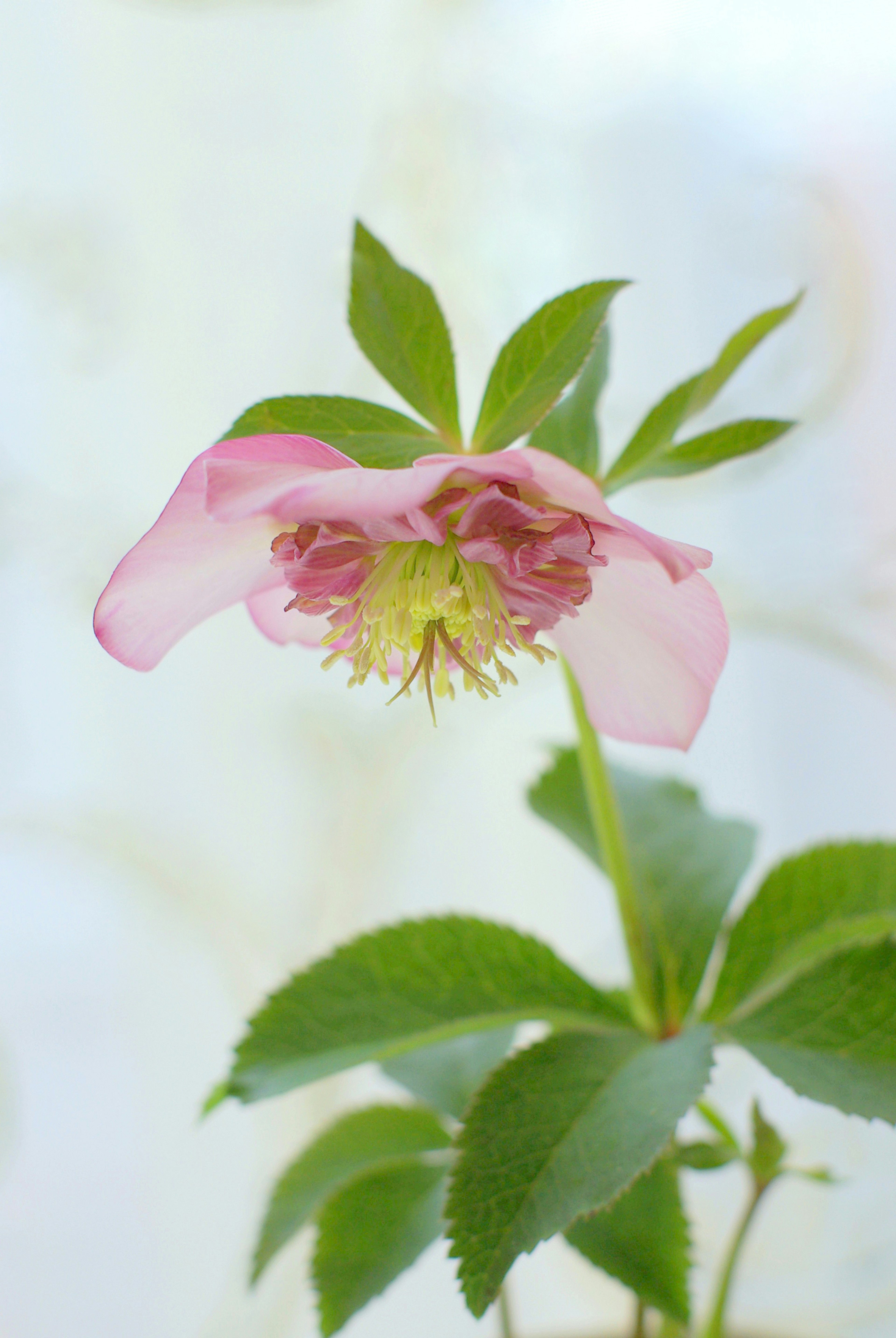 Nahaufnahme einer blassrosa Blume mit grünen Blättern