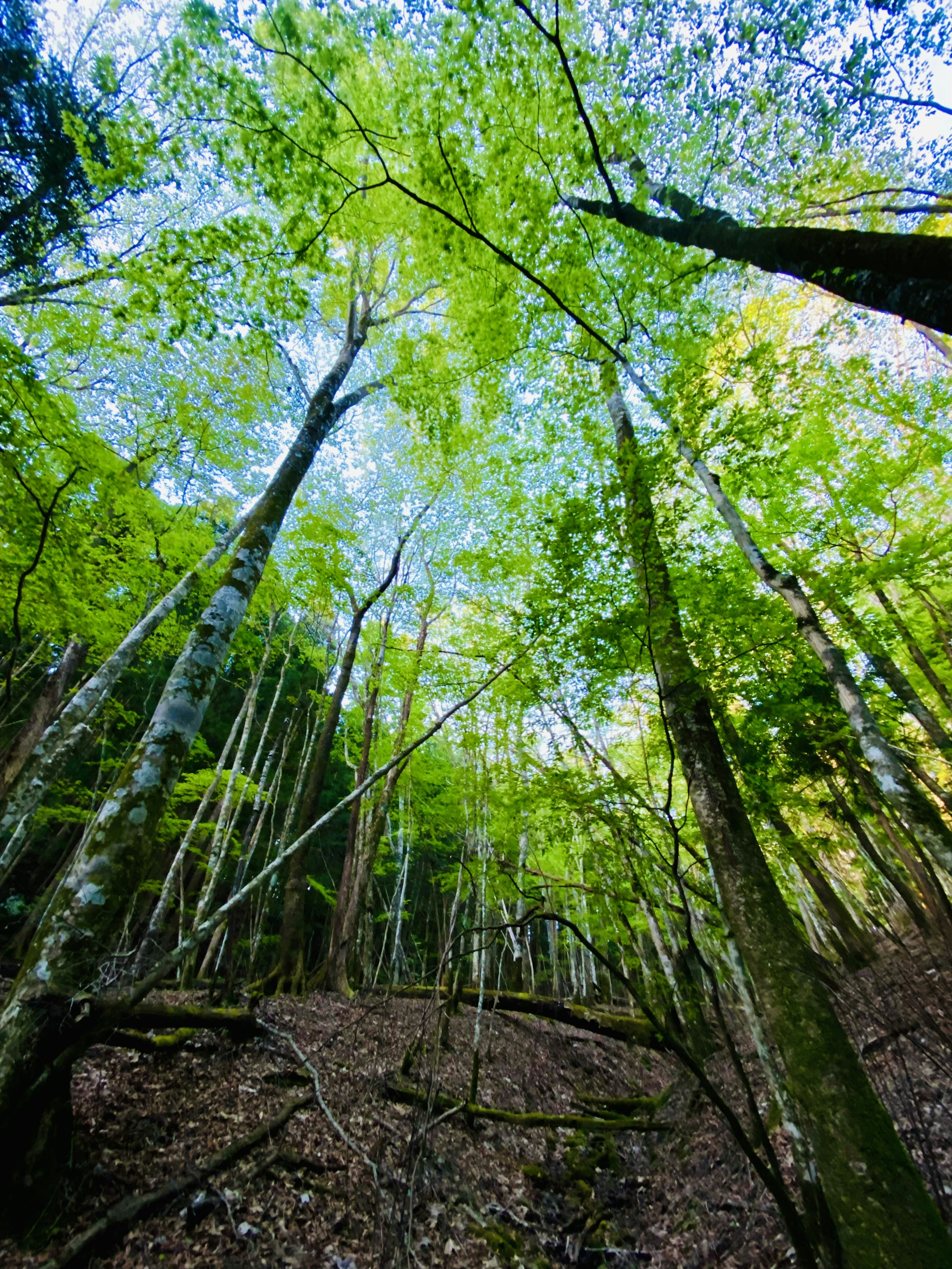 Hutan hijau subur dengan pohon-pohon tinggi mengarah ke langit biru yang cerah