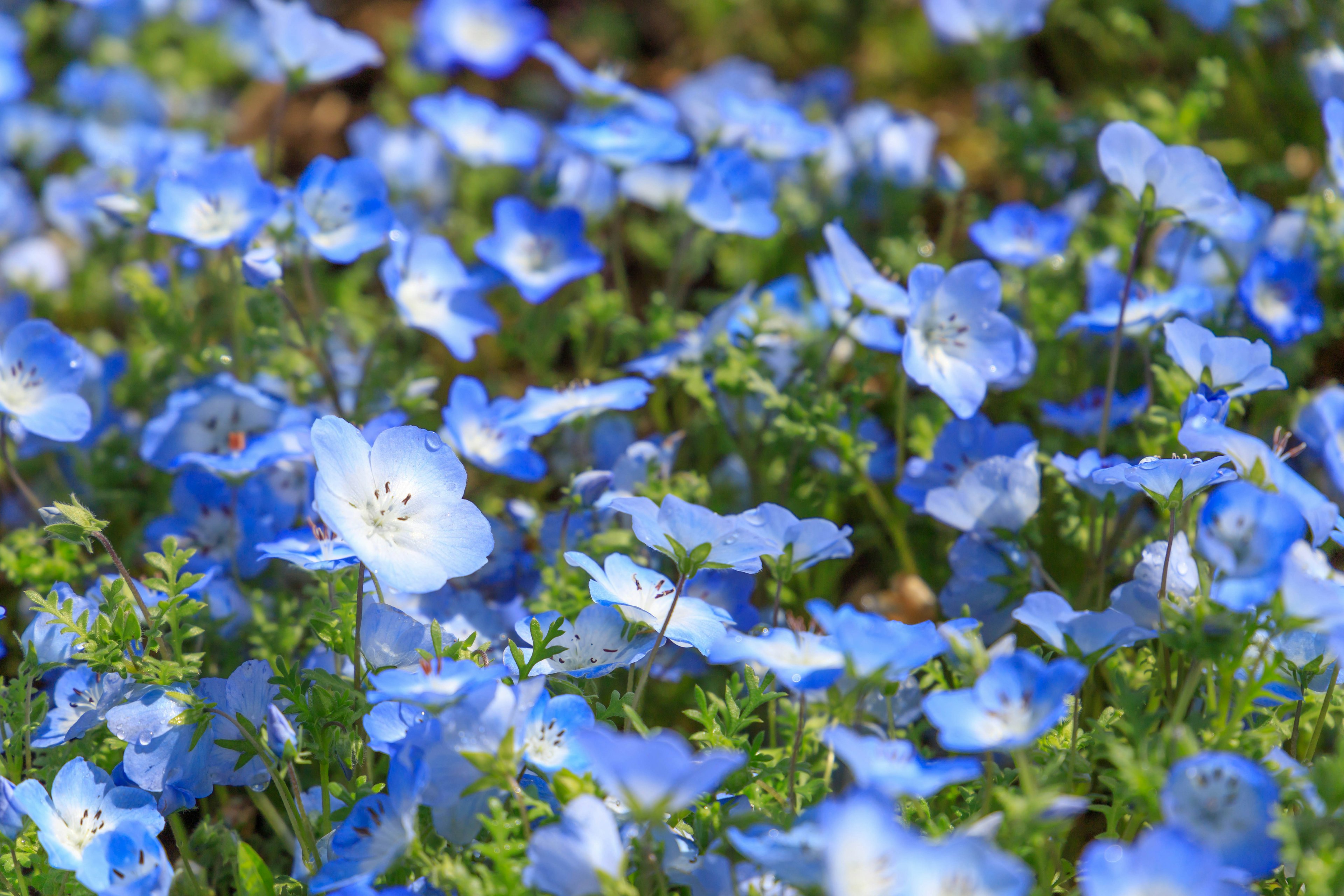 Field of blooming blue flowers with delicate petals