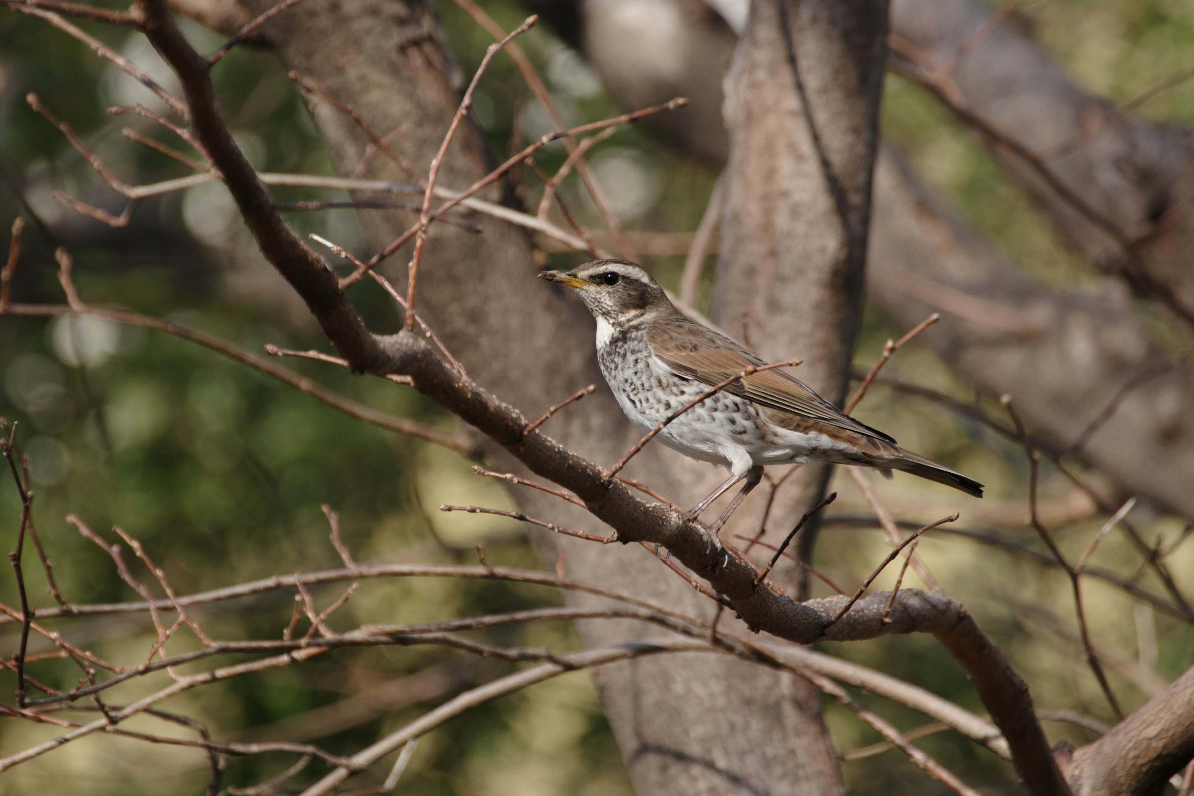 木の枝に止まっている灰色の鳥