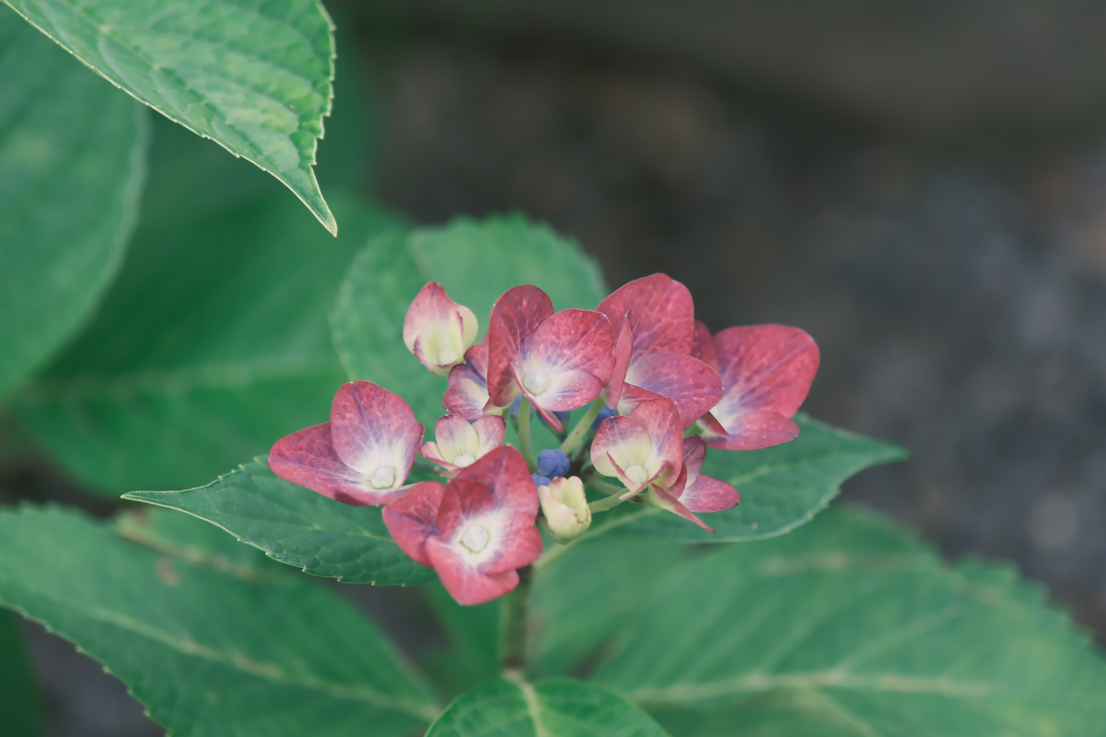 緑の葉の間に咲く小さな赤紫色の花