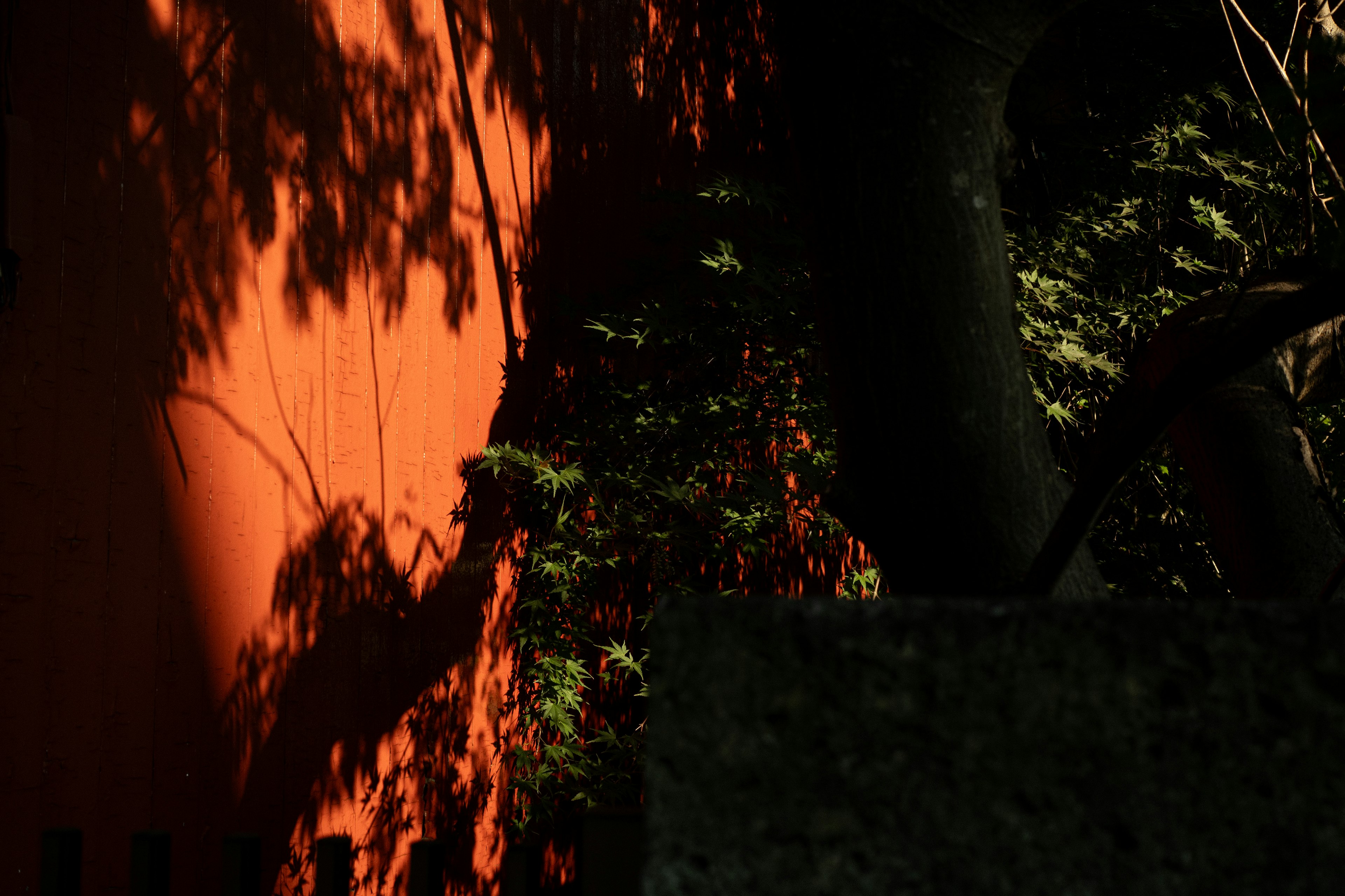 Image mettant en avant des ombres sur un mur orange avec des plantes vertes