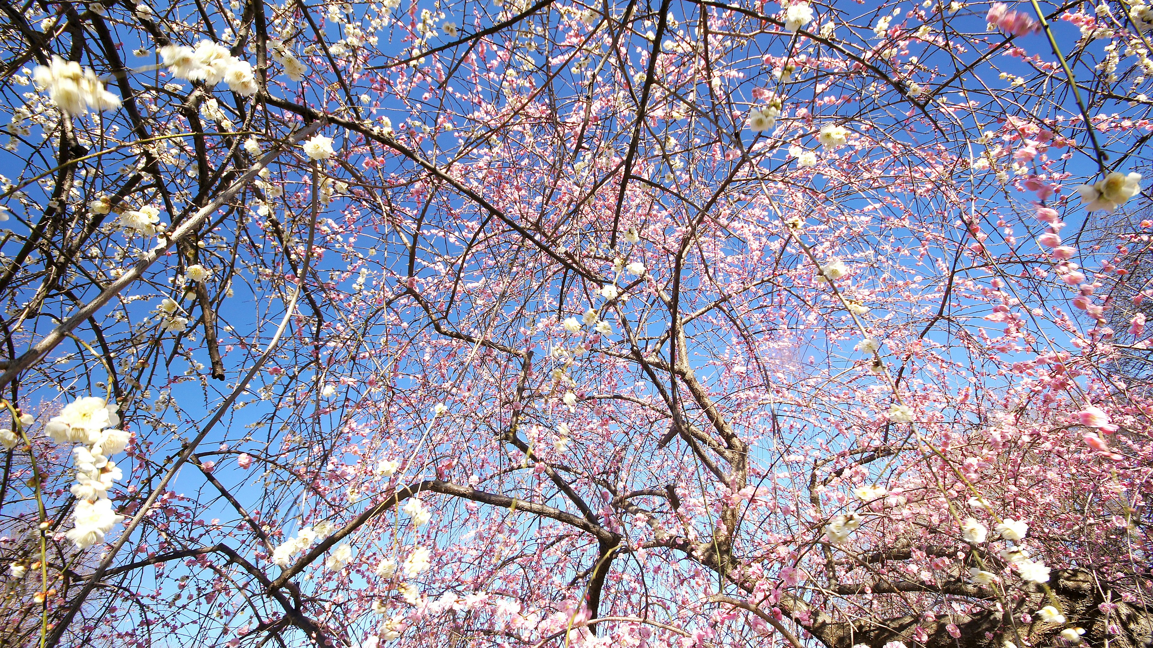 青空の下に咲く桜の花が見える