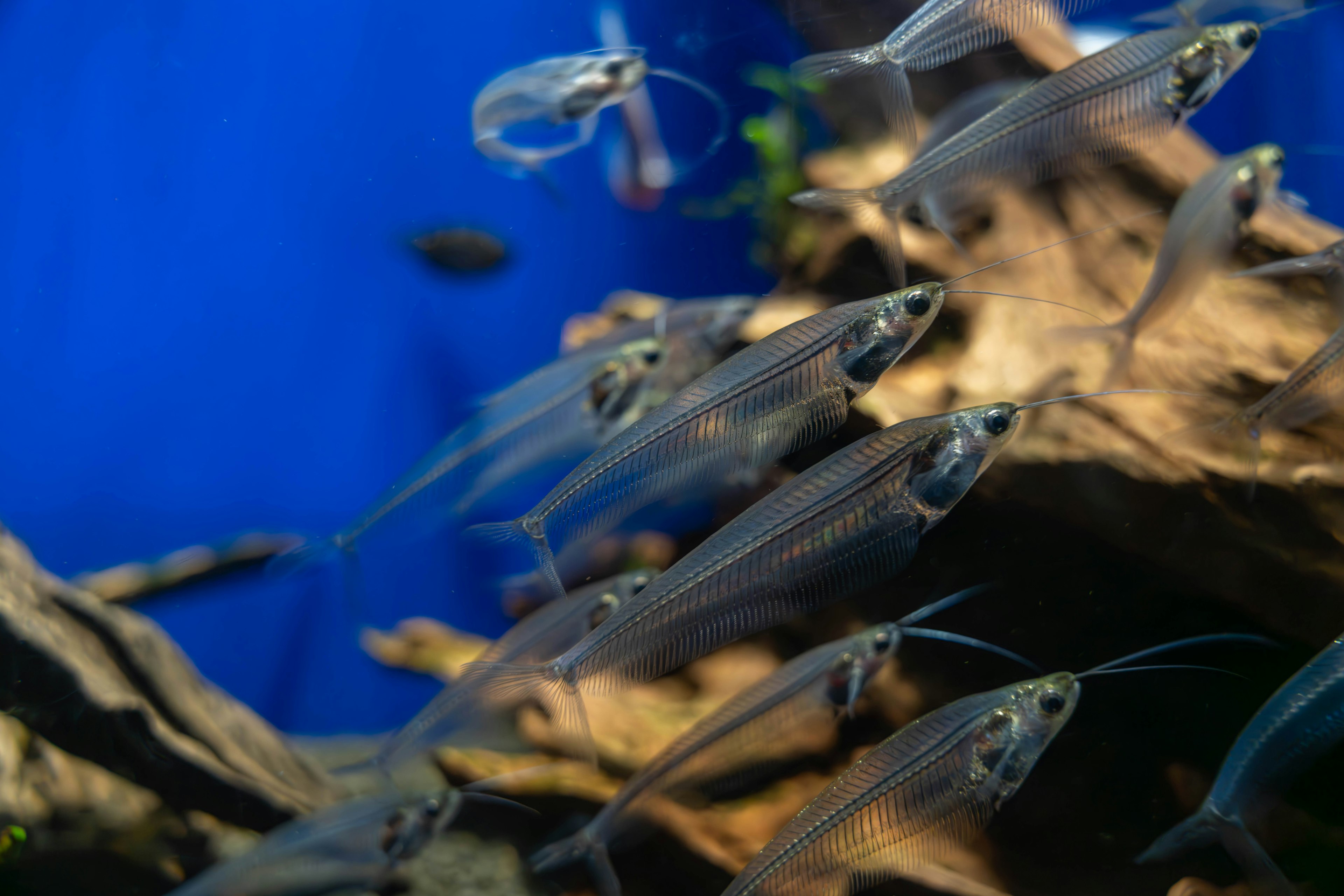 Transparent fish swimming in an aquarium with a blue background